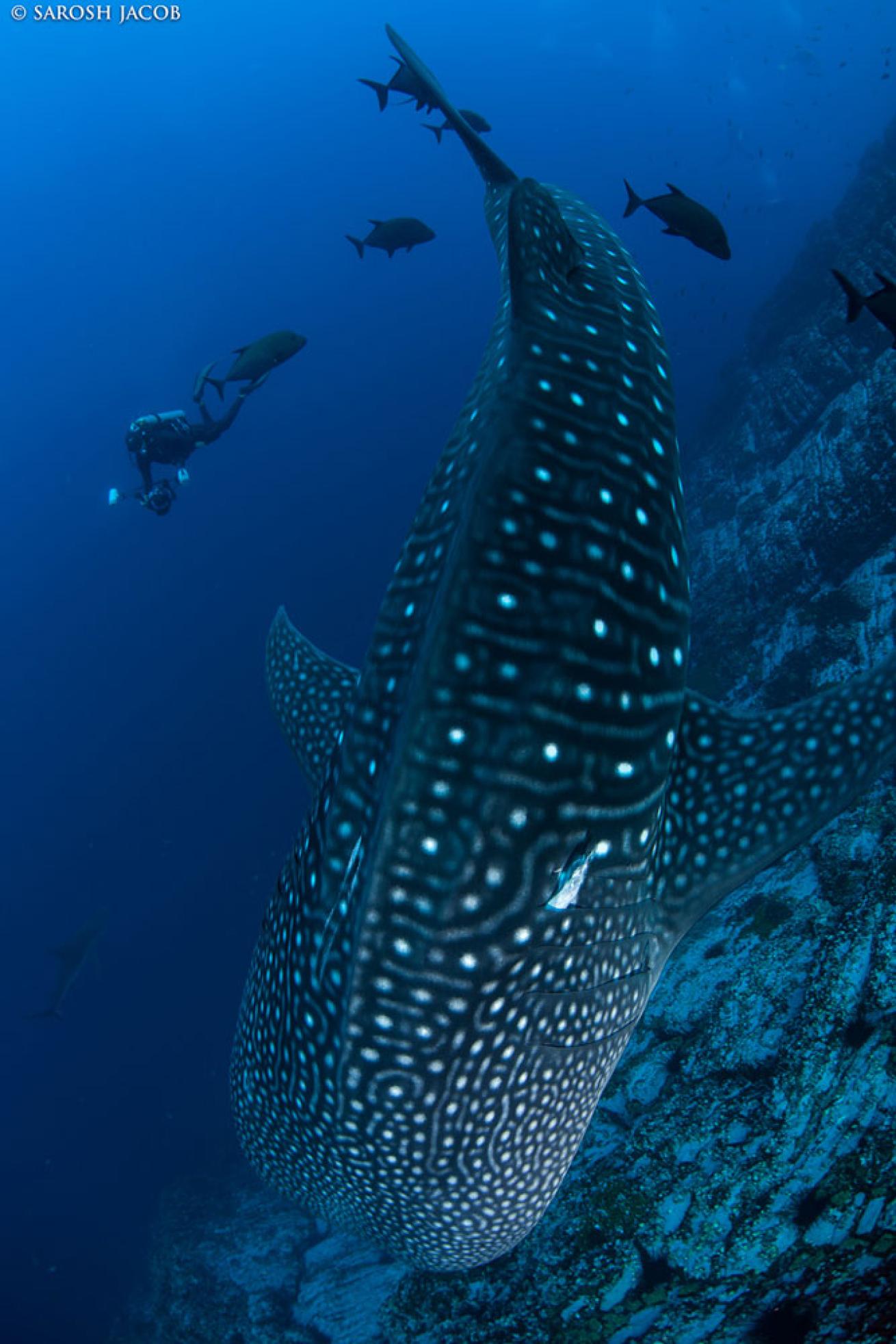 whale shark