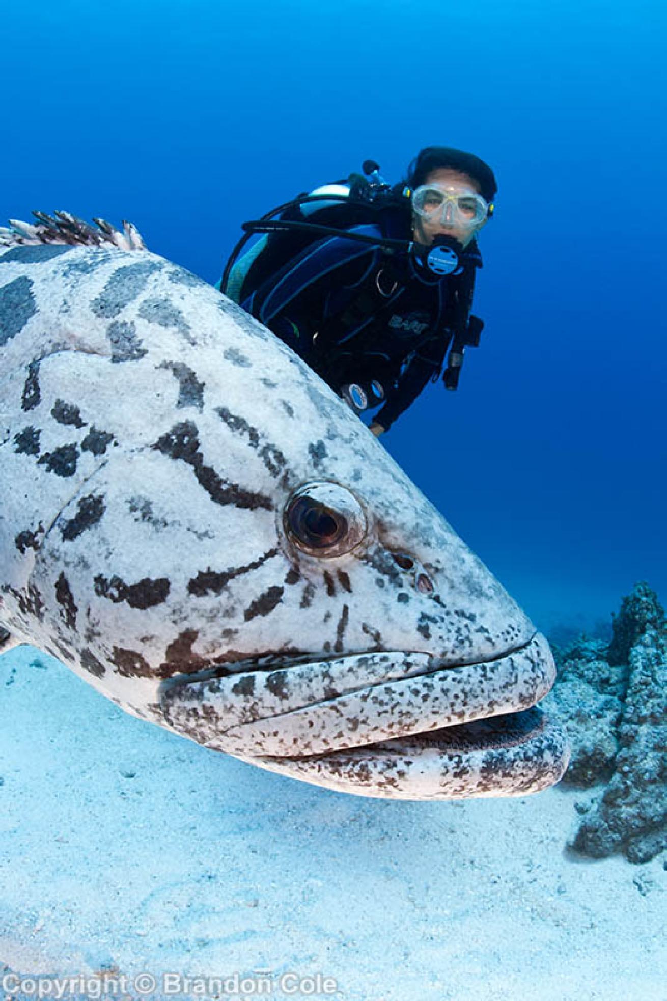 Potato Cod
