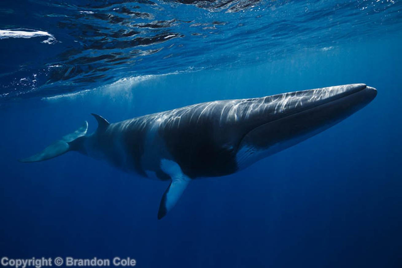 Minke whale