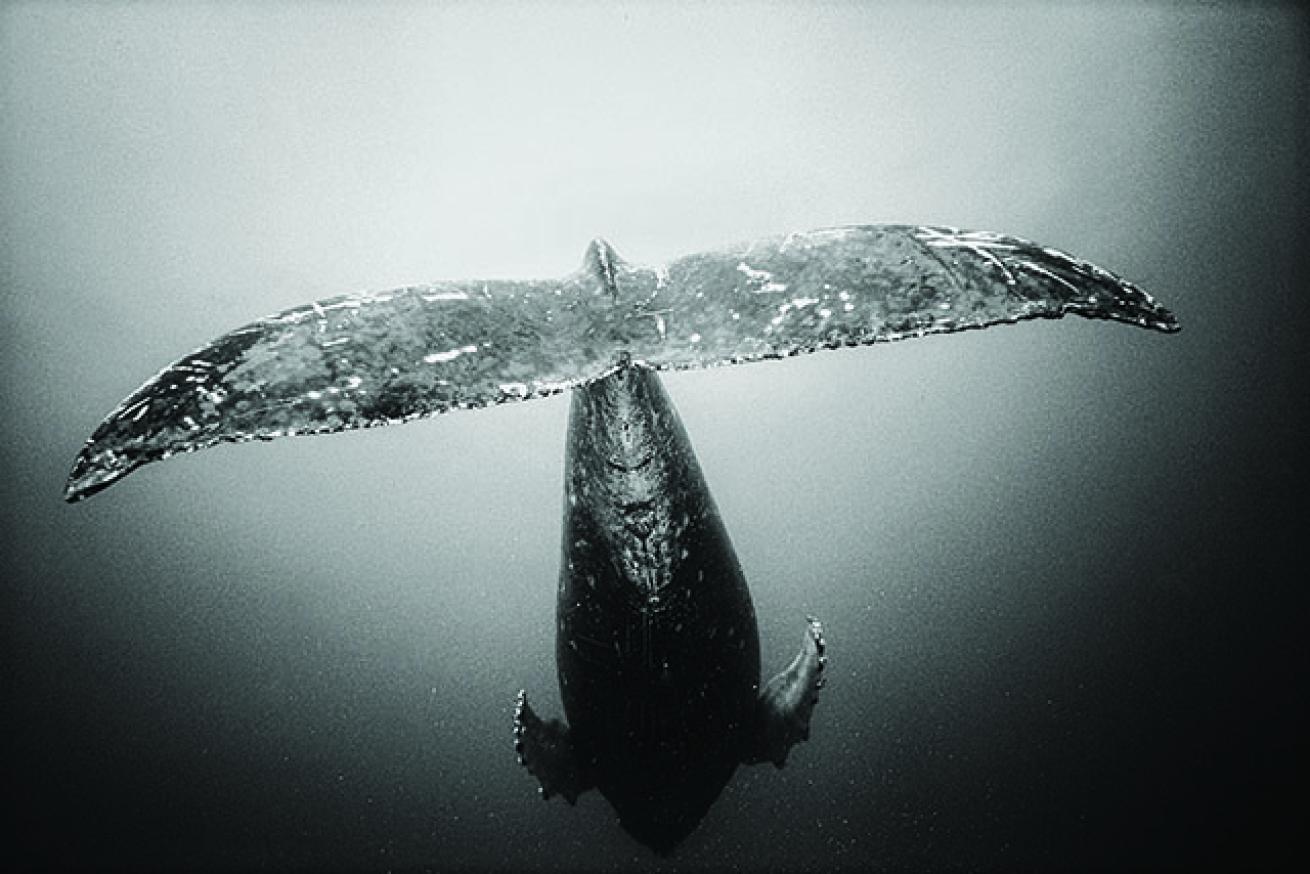 scuba diving maui