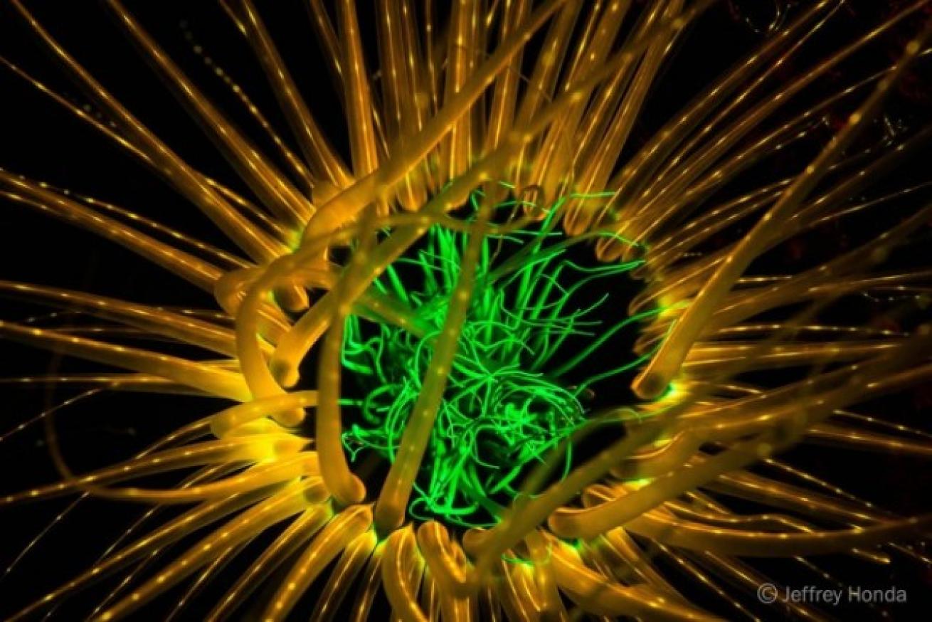 fluorescence photography 
