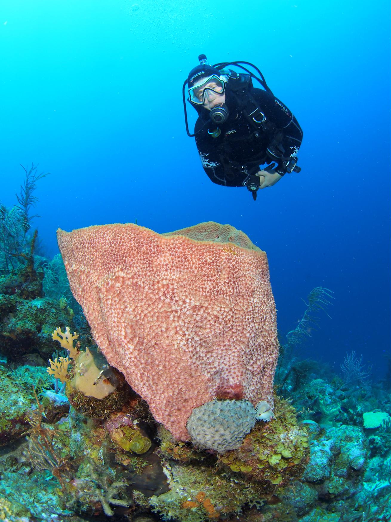 Southwest Corner Diving