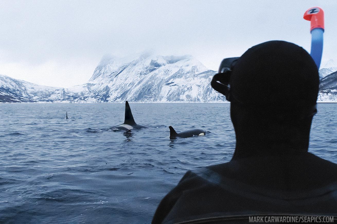 Diver watching orcas in the wild
