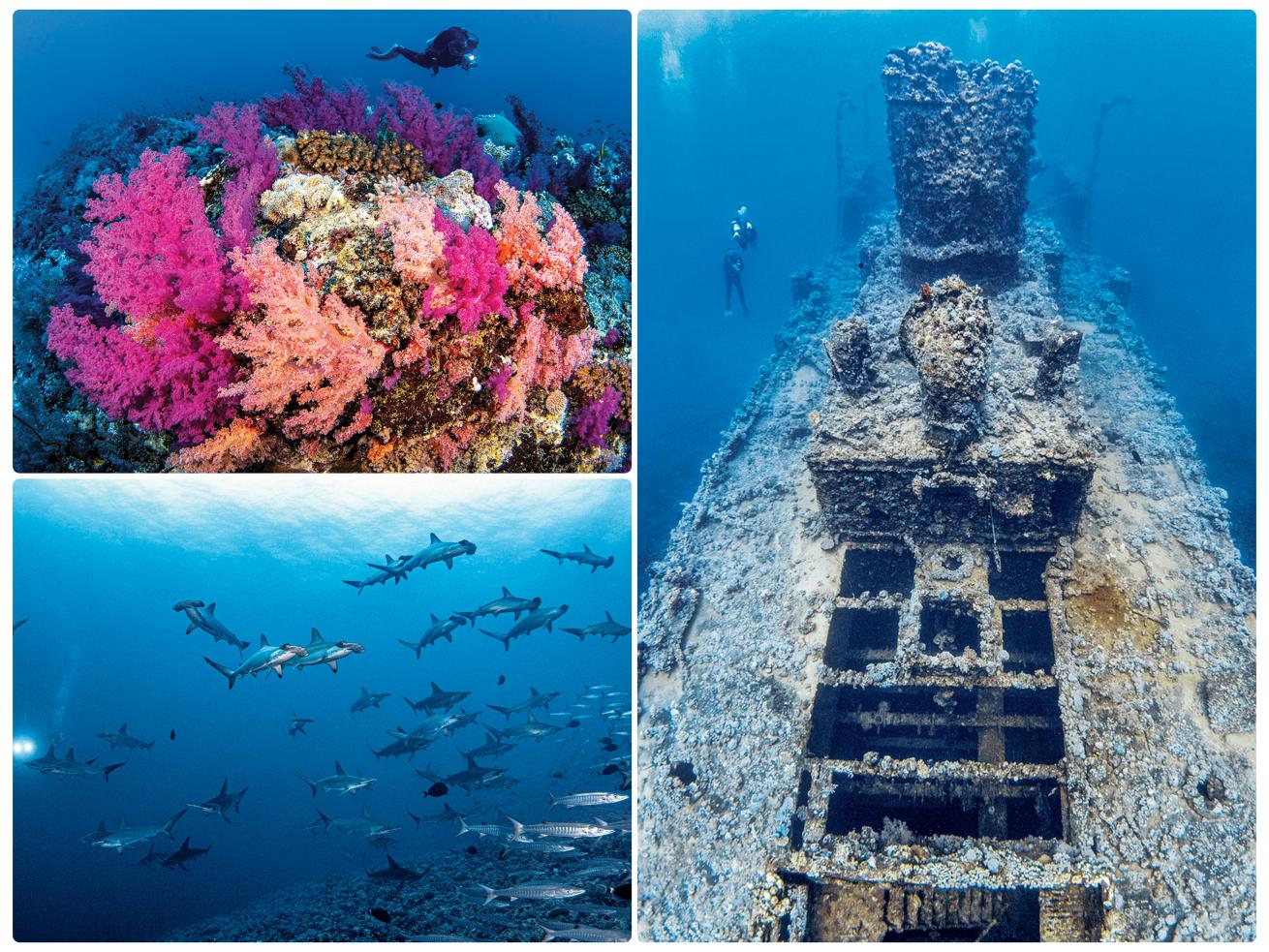 Clockwise: Healthy soft coral at Qadd Humais reef; the wreck of the *SS Iona*, a British steamship sunk about 8 miles from Yanbu Harbor; a school of hammerhead sharks at Shaab’ammar; A reef in the Farasan Banks.