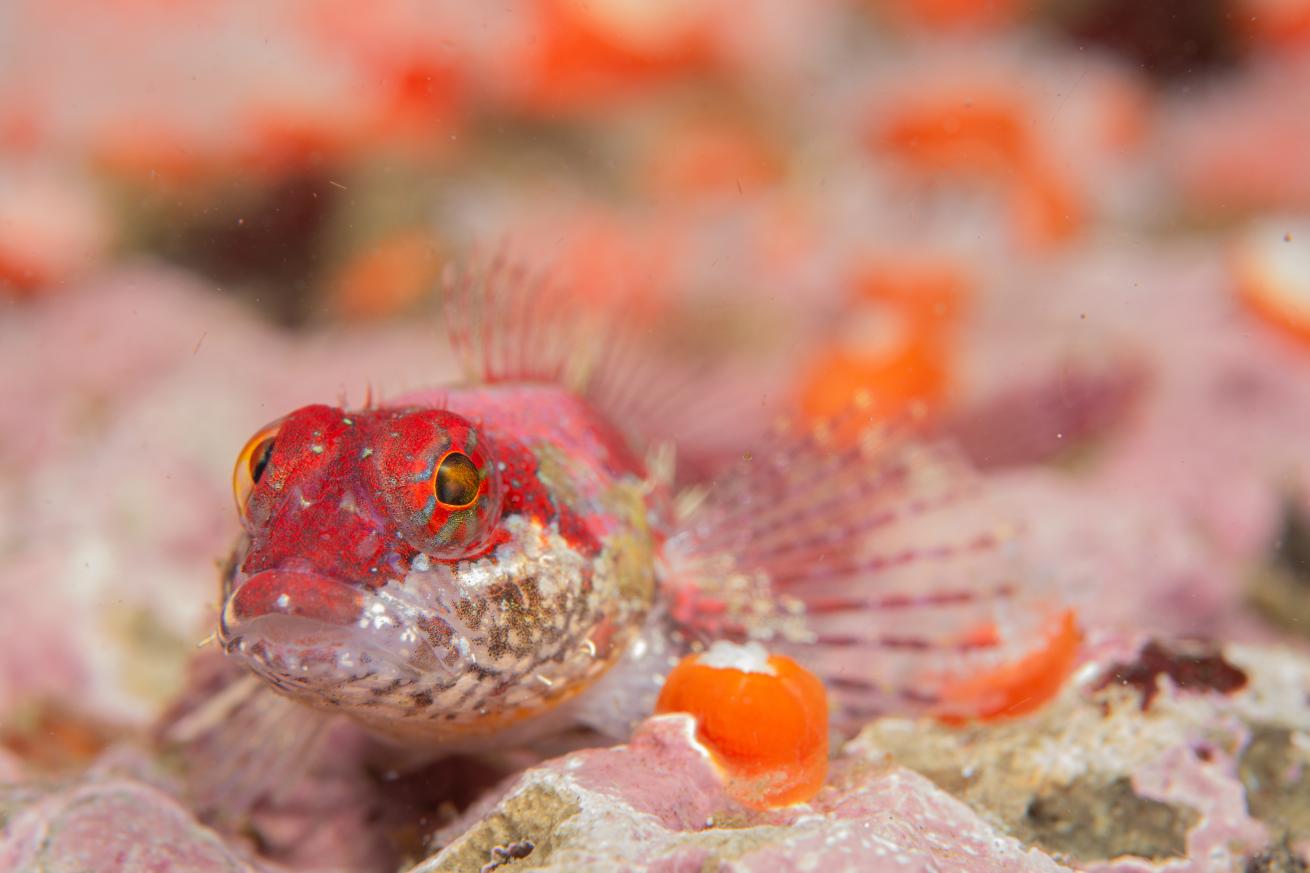 Even with its impressive camouflage, this sculpin couldn’t hide from the camera.
