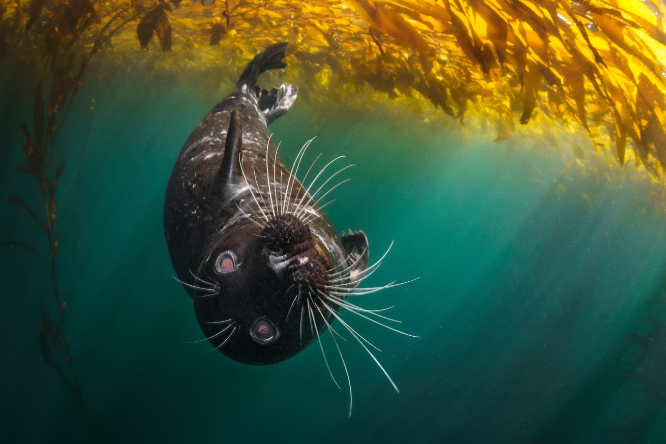 Crisp colors, captivating light rays and a charismatic harbor seal subject made this a first-place shot. 
