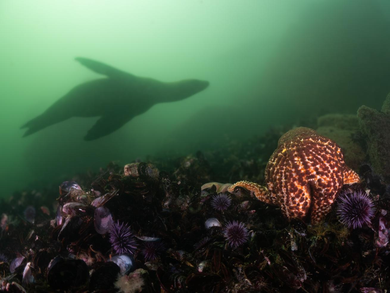 Sea lions buzz around a mussel bed covered in purple sea urchins and sea stars.
