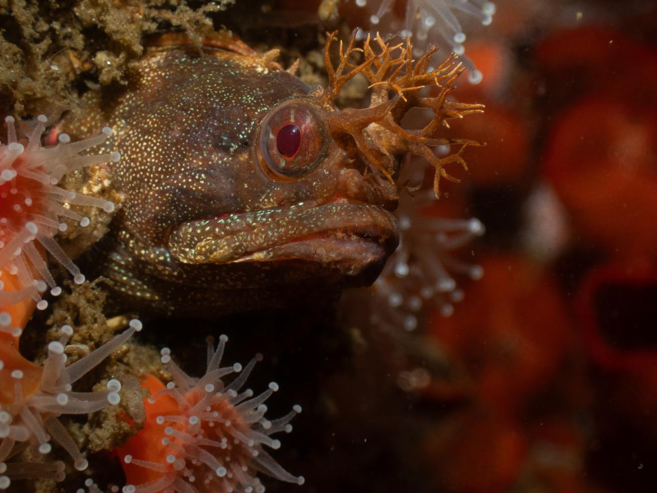A yellowfin fringehead pokes its recognizable face out of a hole in the reef.
