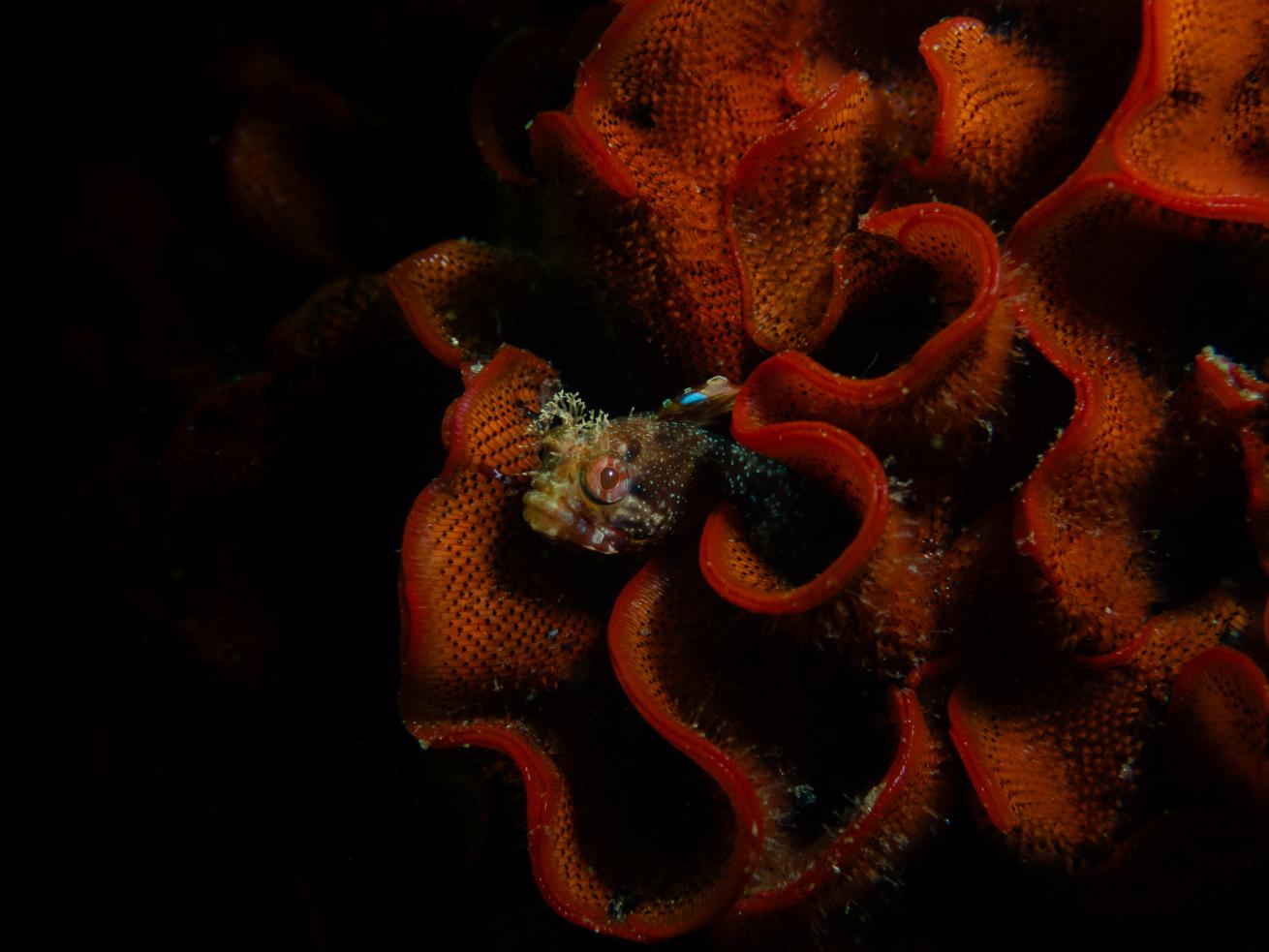 Only a macro lens could properly capture the intricate textures of this yellowfin fringehead inside a red-rust bryozoan.
