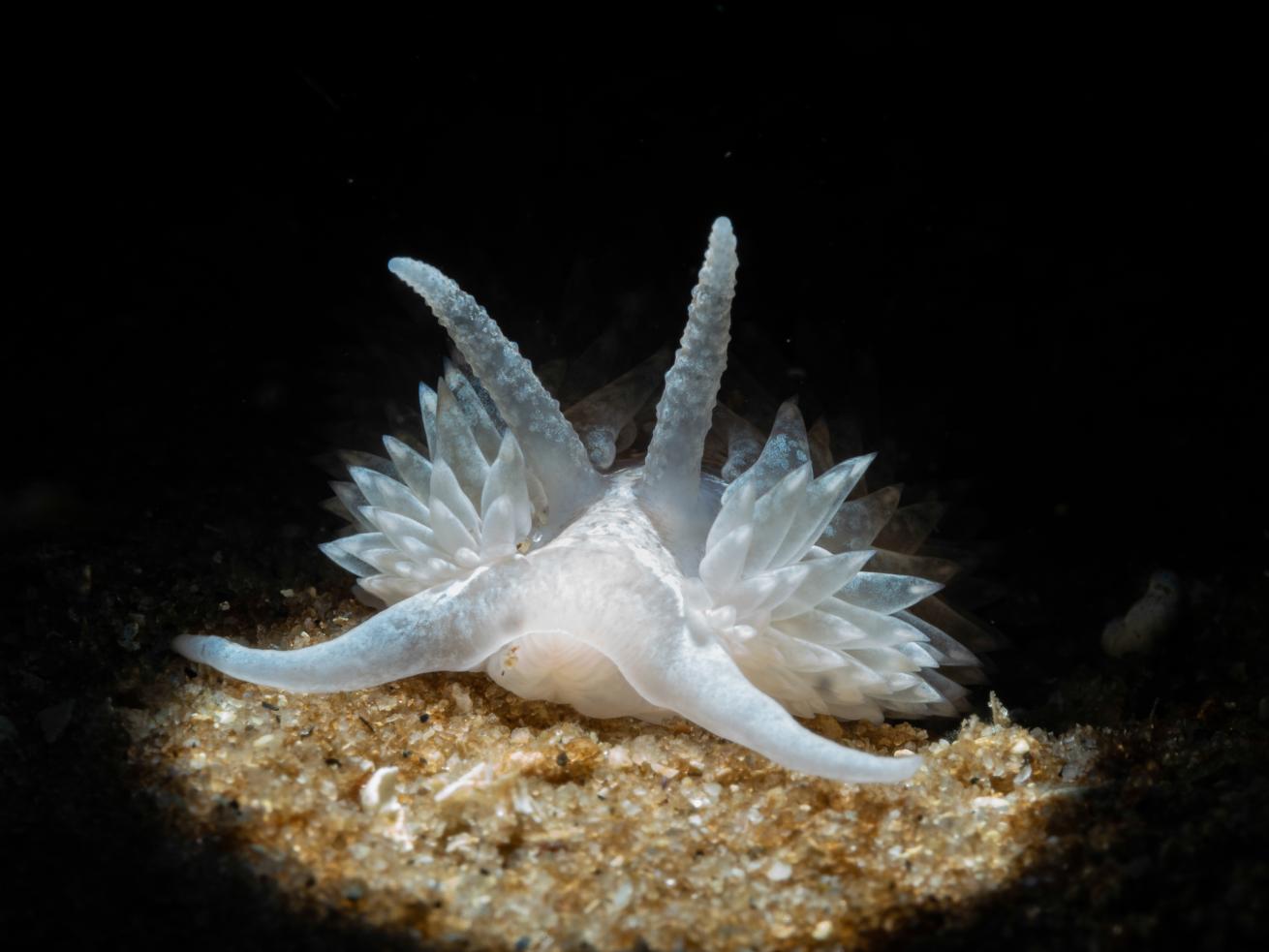 Of the many nudibranchs found in Central California, this shag-rug nudibranch is one of the least colorful and most beautiful. 
