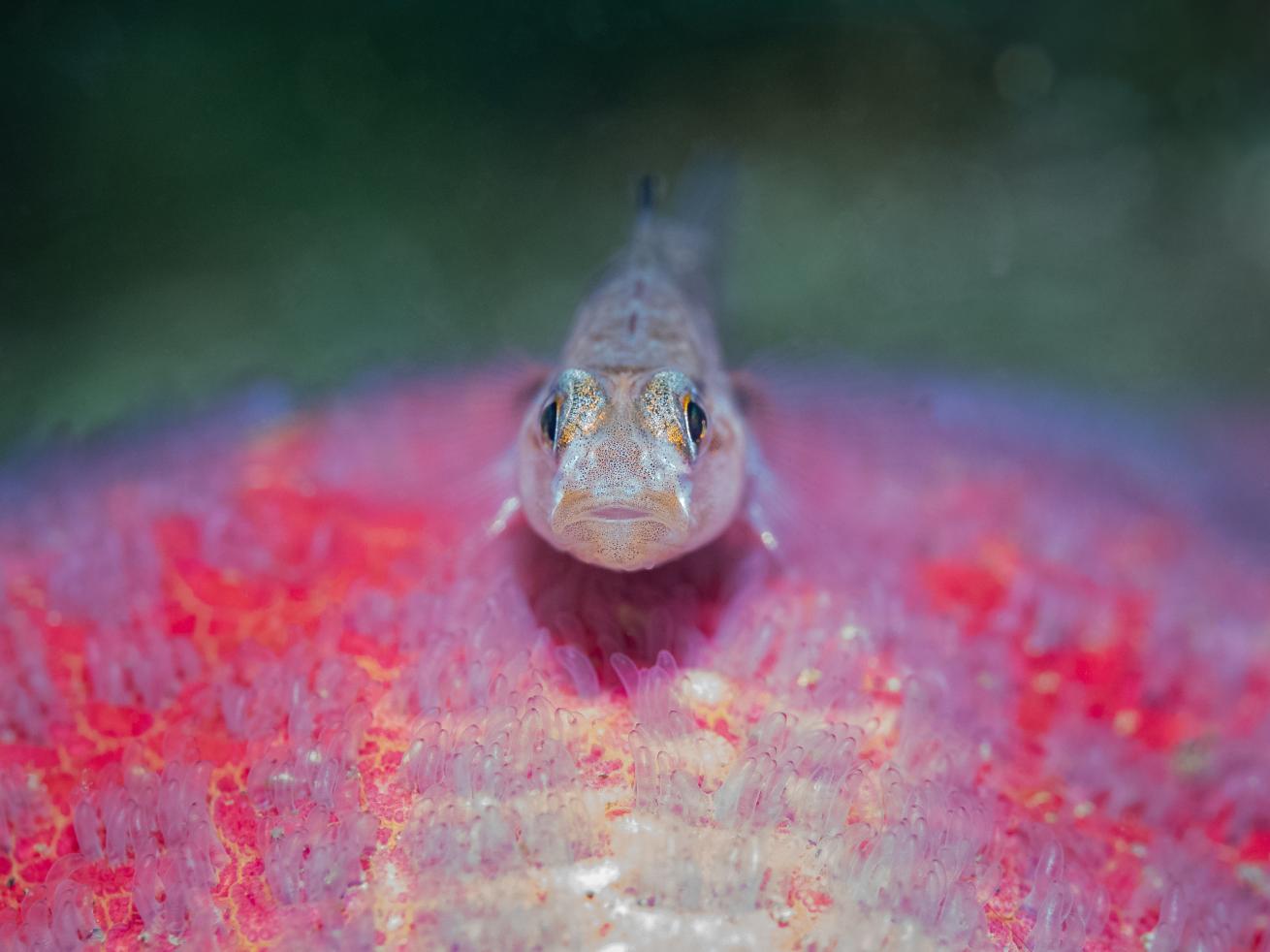 In a beautiful juxtaposition of colors, this black-eye goby rests atop the fuzzy-looking skin of a bat star.
