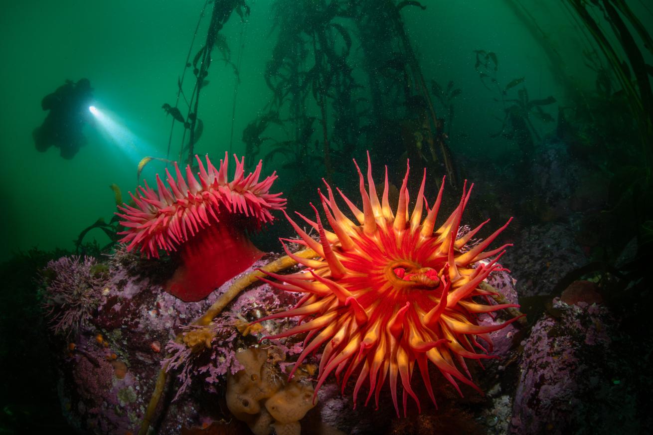 A diver’s torch illuminates two white-spotted rose anemones clinging to the rocky reef.
