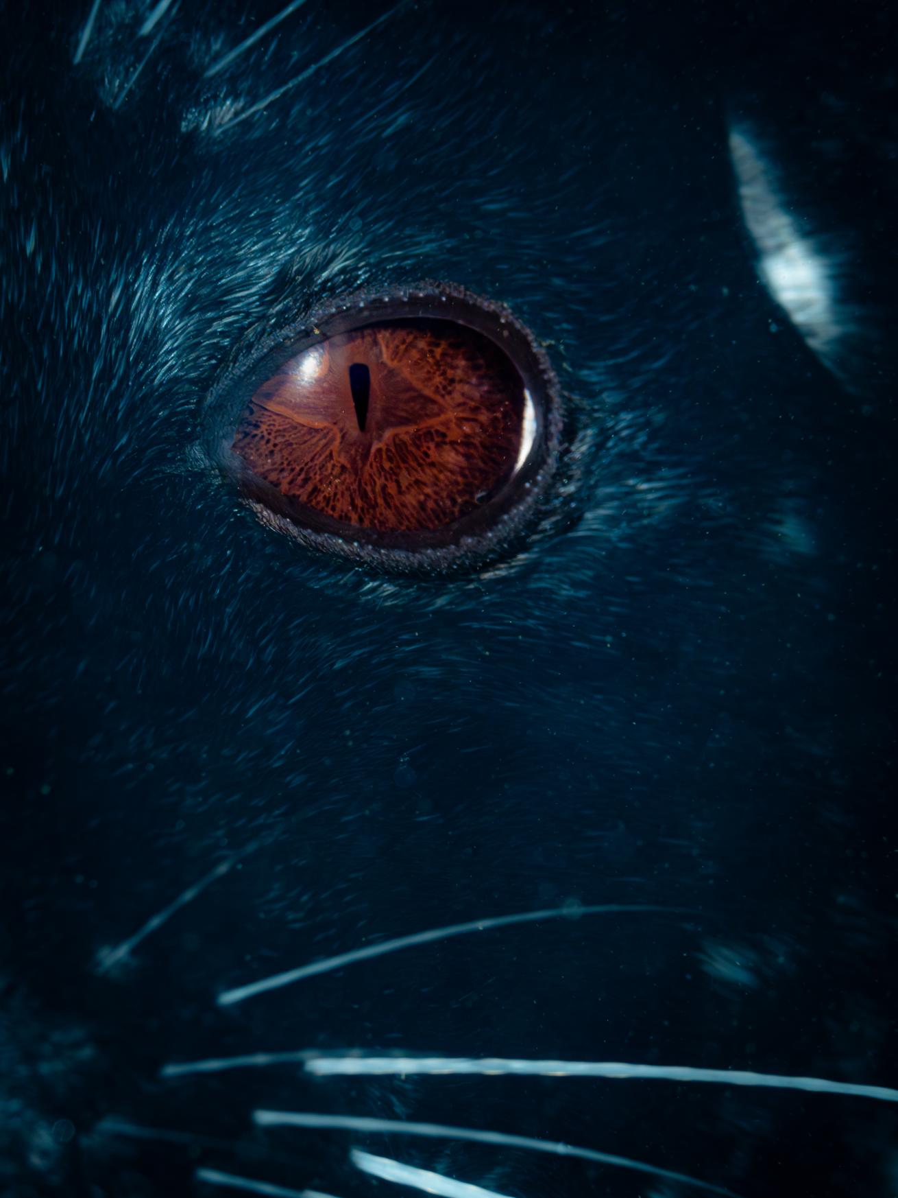 There’s no other feeling like staring into the celestial eye of a harbor seal.
