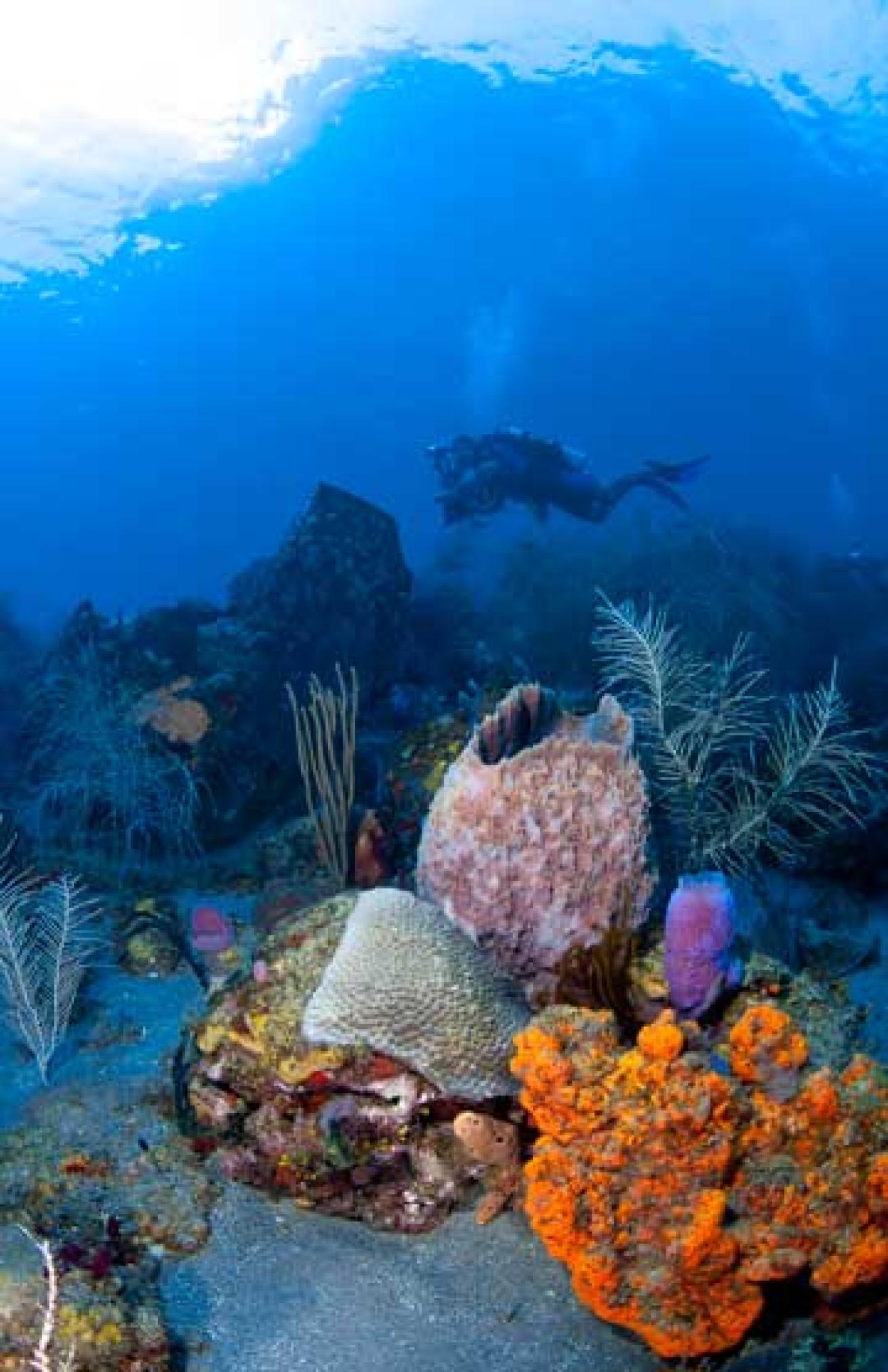 scuba diving St. Lucia