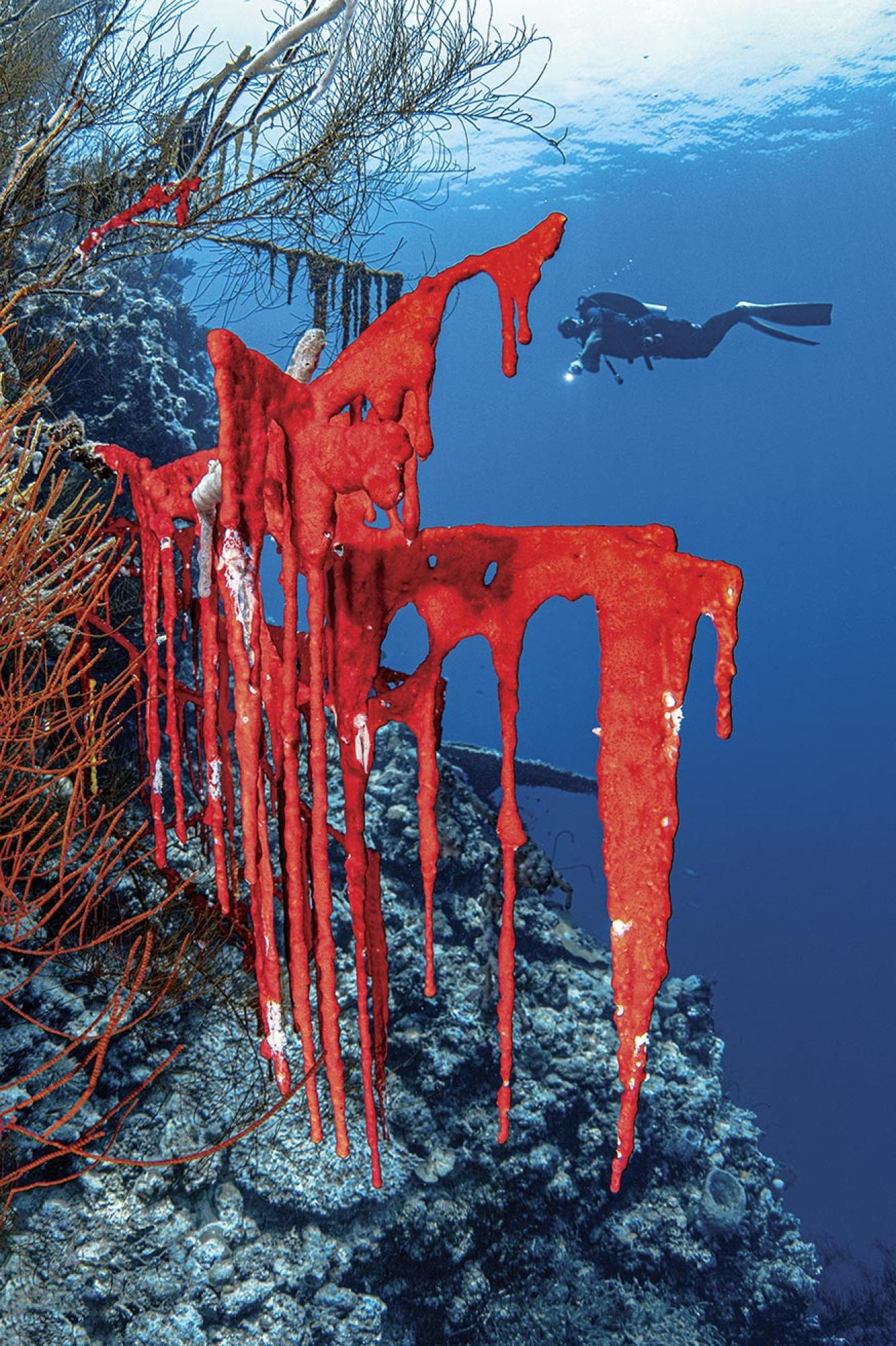 Bright-red sponges make for an eye-catching spectacle at Choppy Reef in the Farasan Banks.