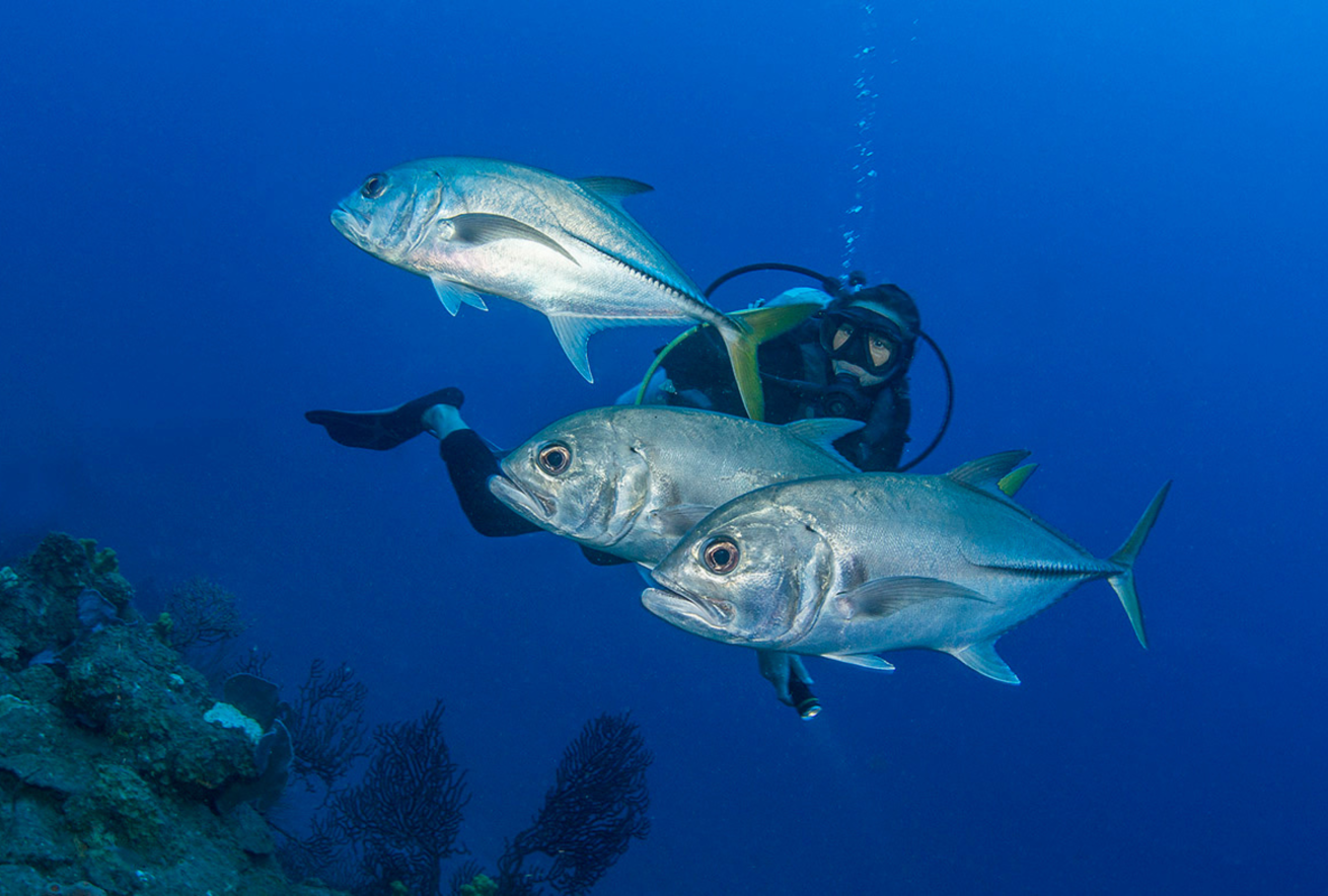 underwater image