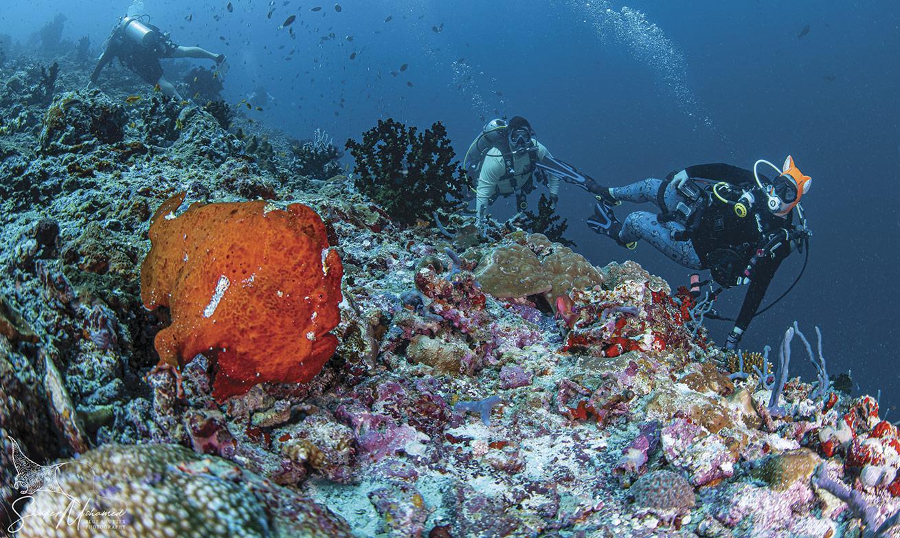 A frogfish sits calmly on the very edge of a steep drop-off, in spite of the current that has most divers using reef hooks.