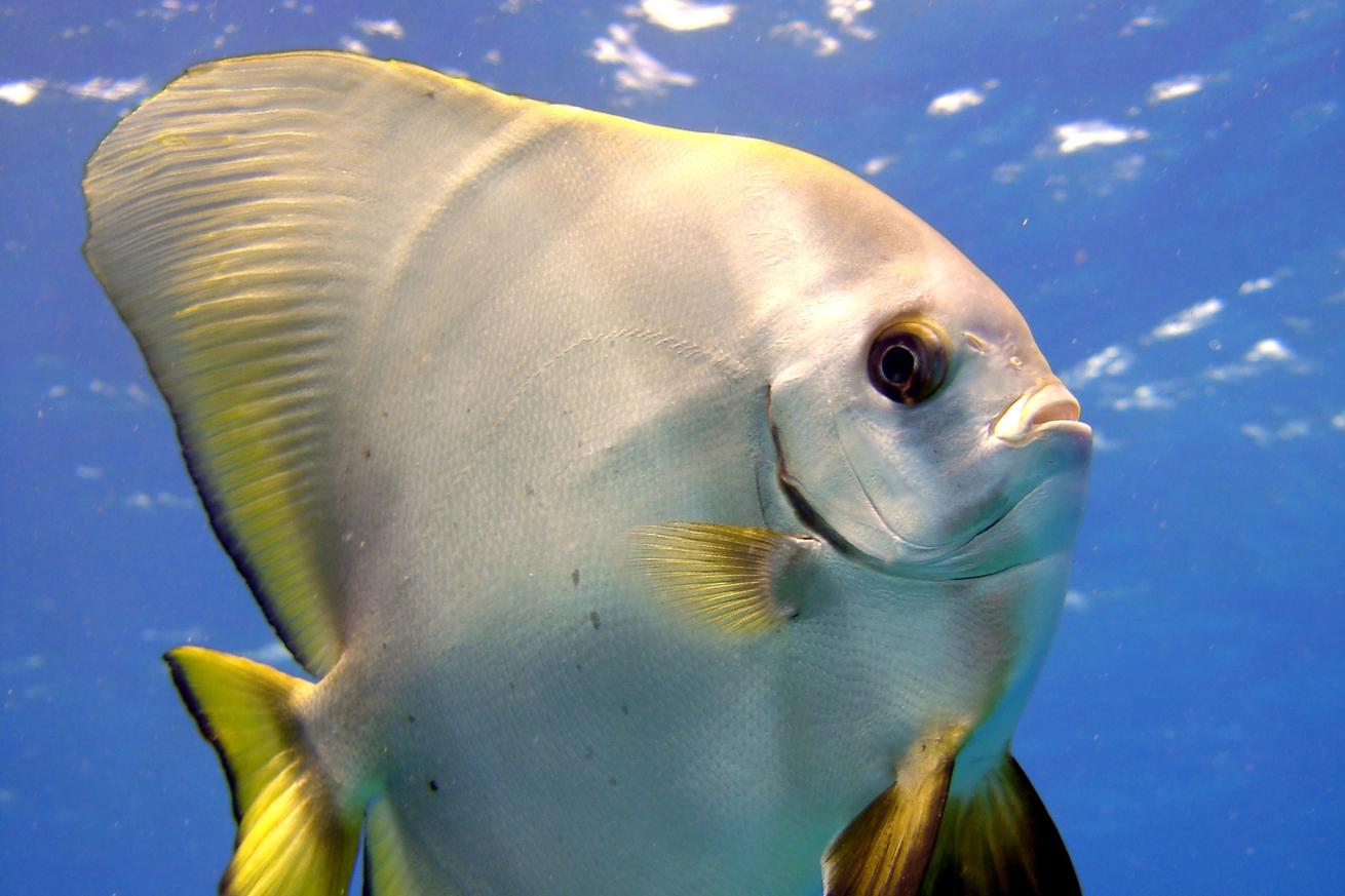 Batfish at The Aquarium, Mahé, Seychelles