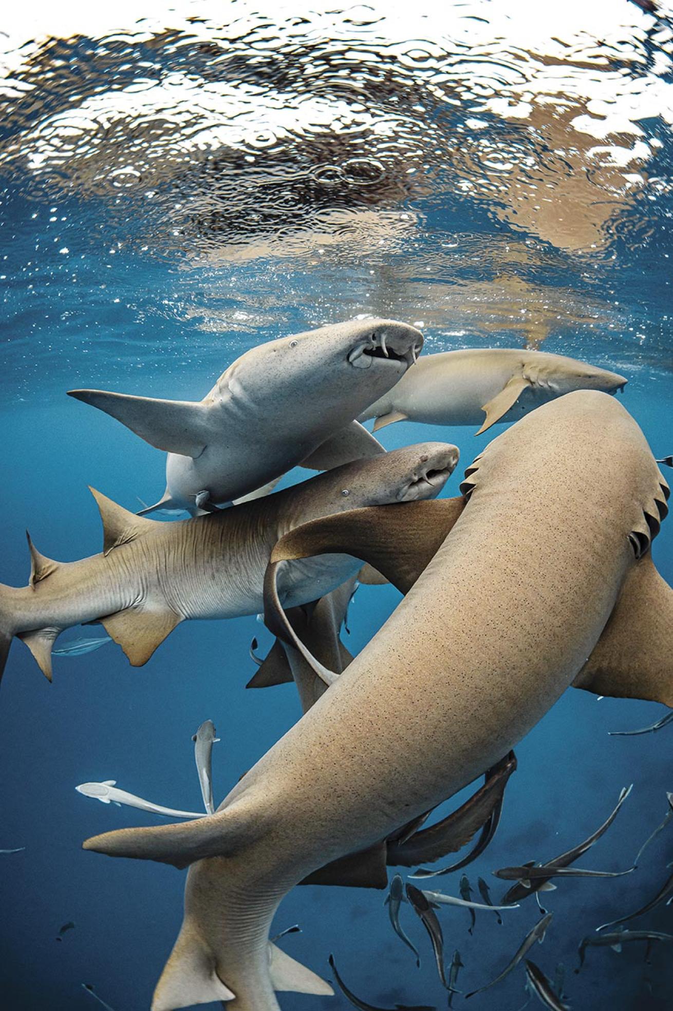 nurse sharks gathered at the surface in the maldives