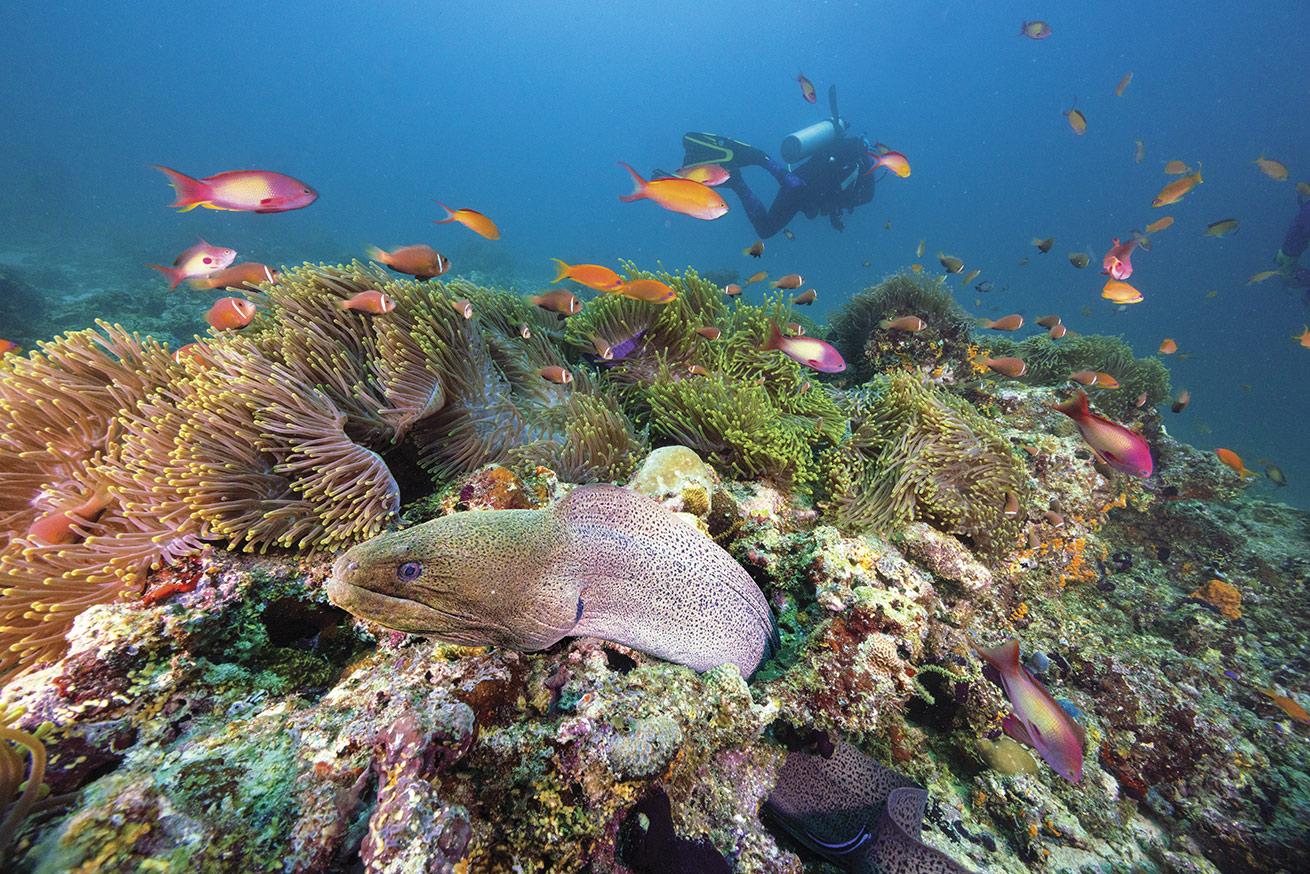 A moray eel peeks out into the current amid the thrum of anemonefish, anthias and swaying anemones.