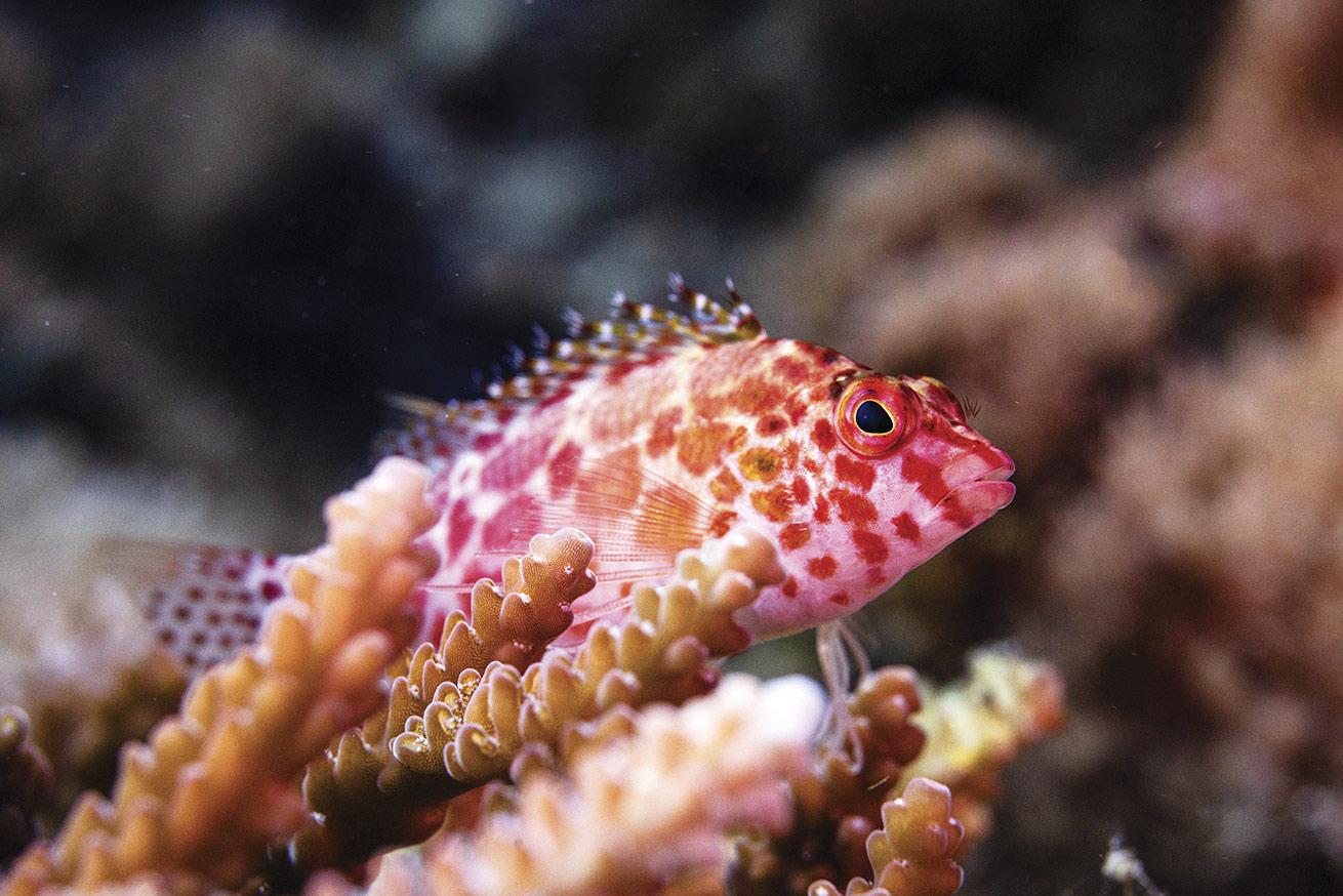 spotted hawkfish