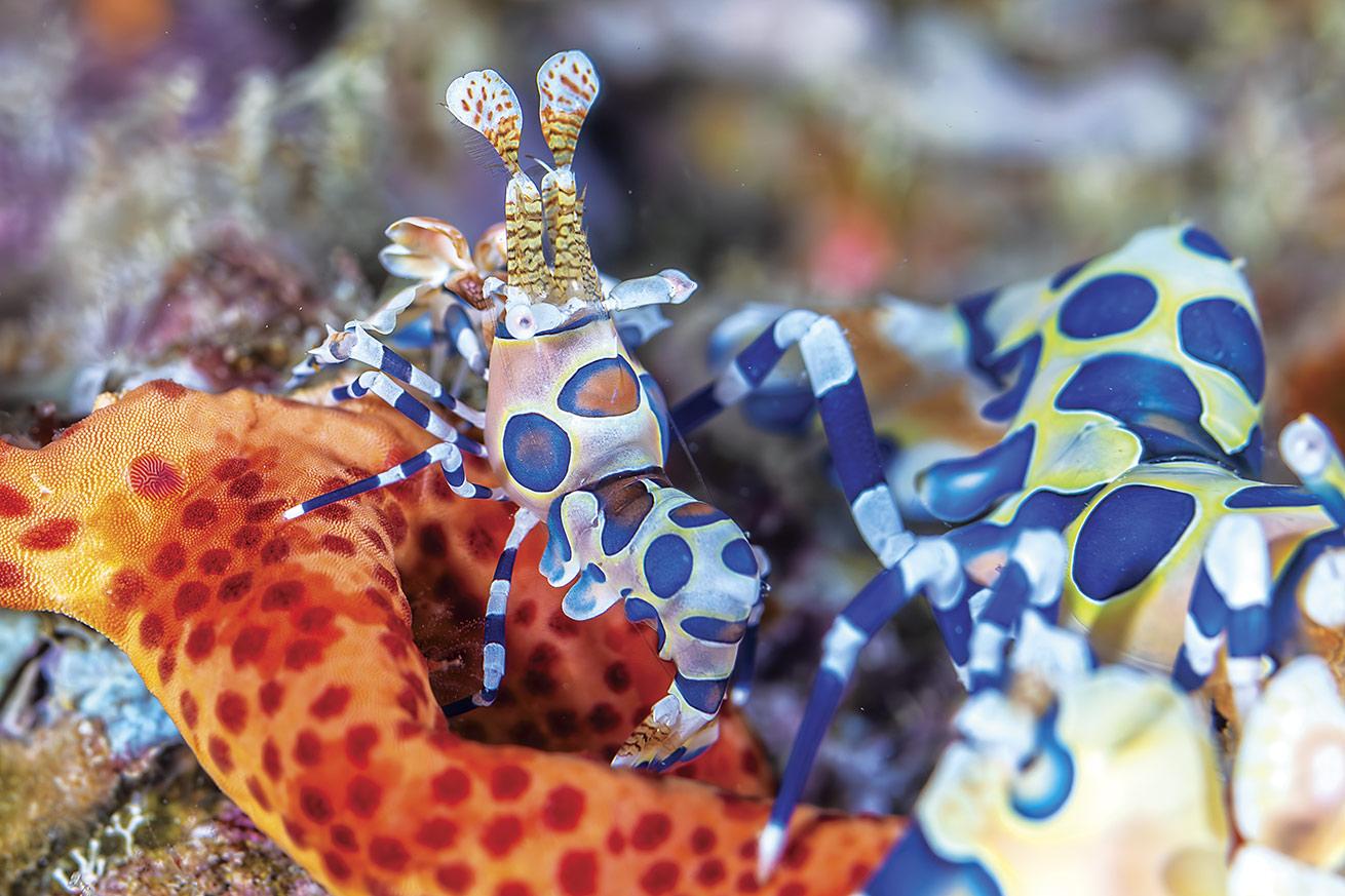 harlequin shrimp