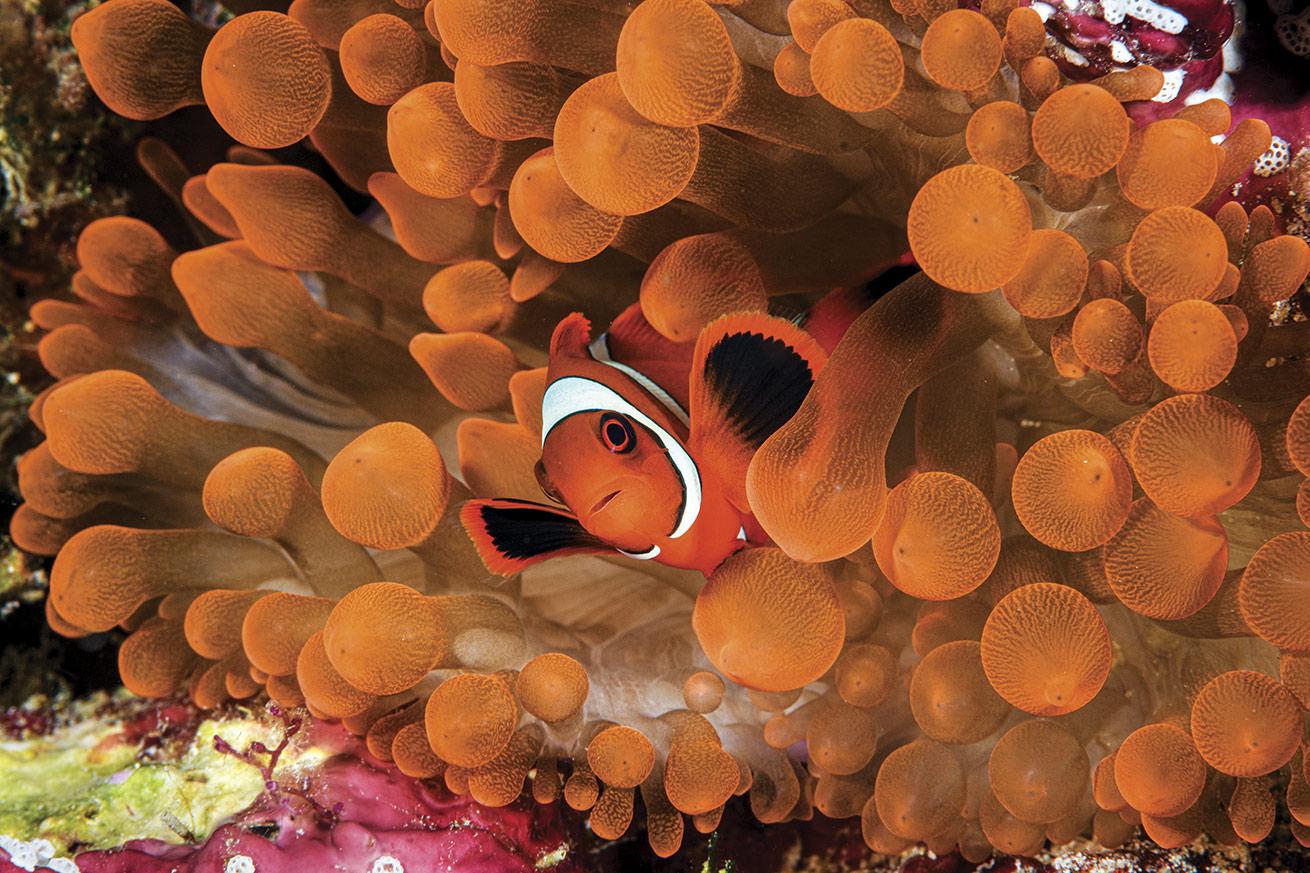 A clownfish rests within an anemone.