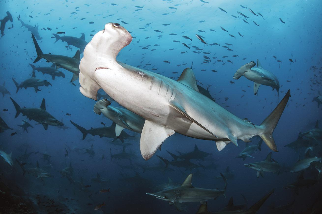 hammerhead sharks in galapagos