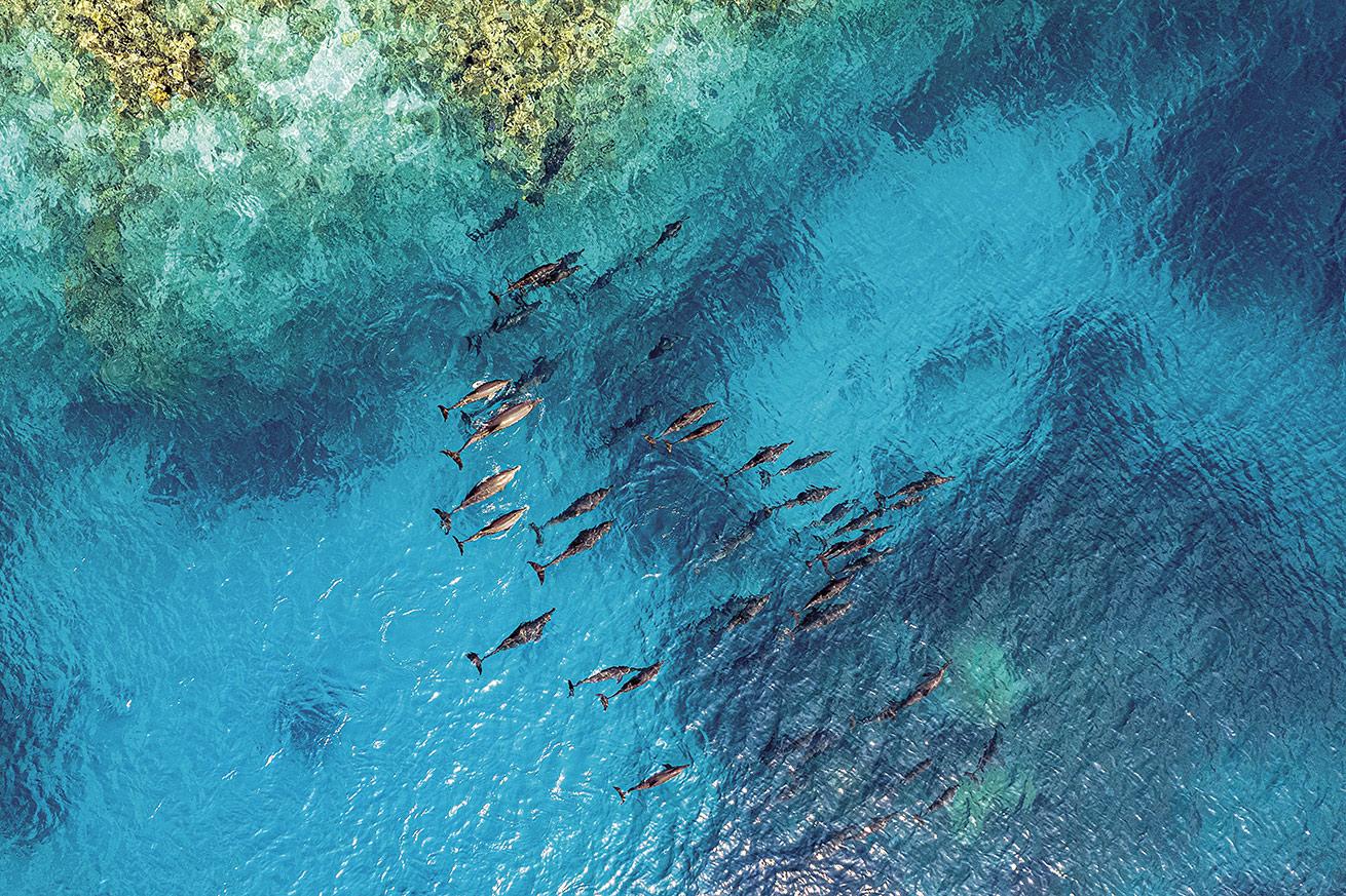 A pod of spinner dolphins swims in a lagoon at the oval-shaped Mubarak Reef in the deep south of the Red Sea.
