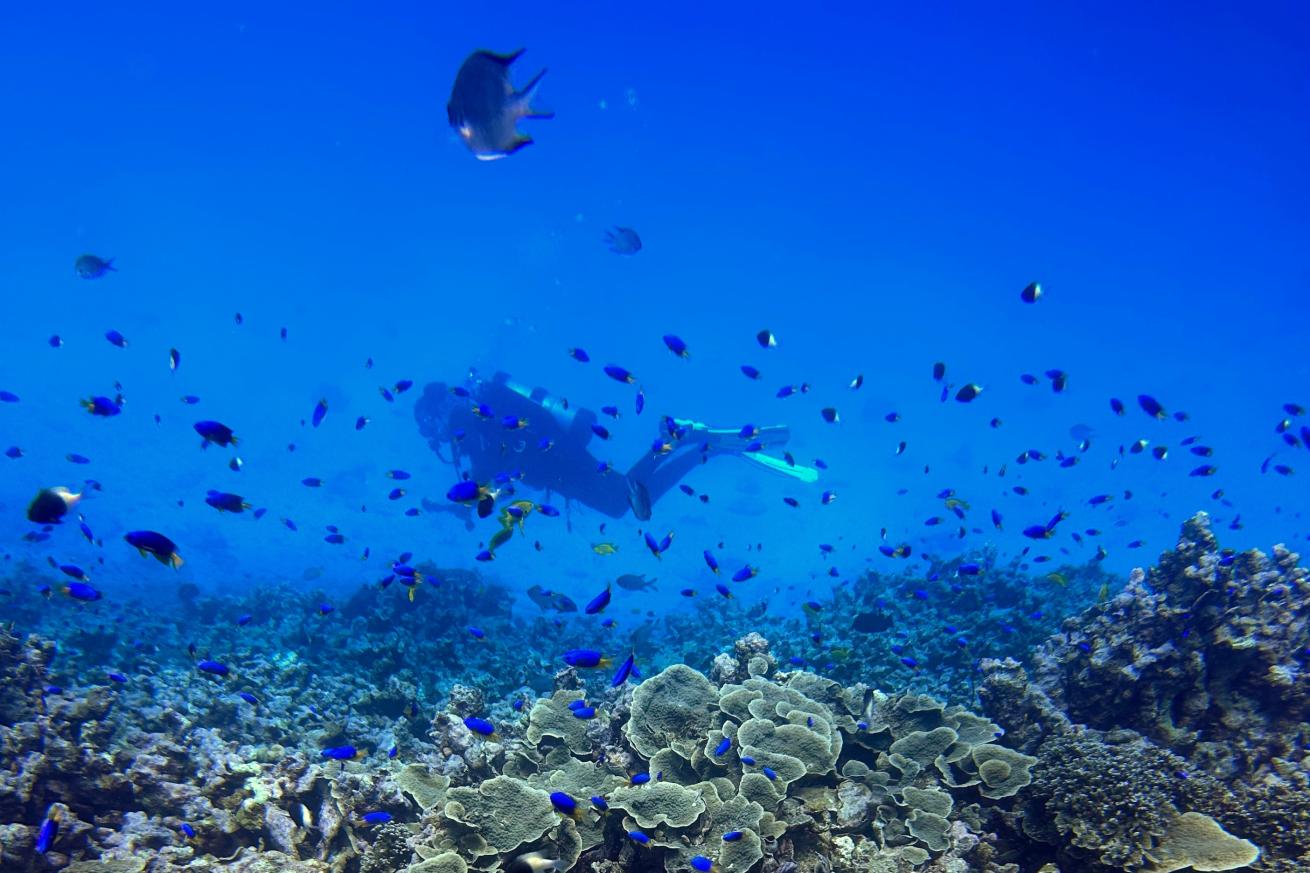 Diver at The Aquarium, Mahé, Seychelles