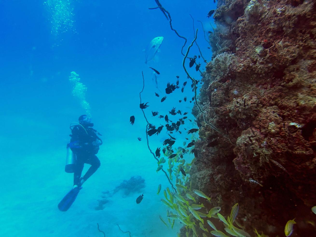 A diver explores the exterior of  the dredger wreck site