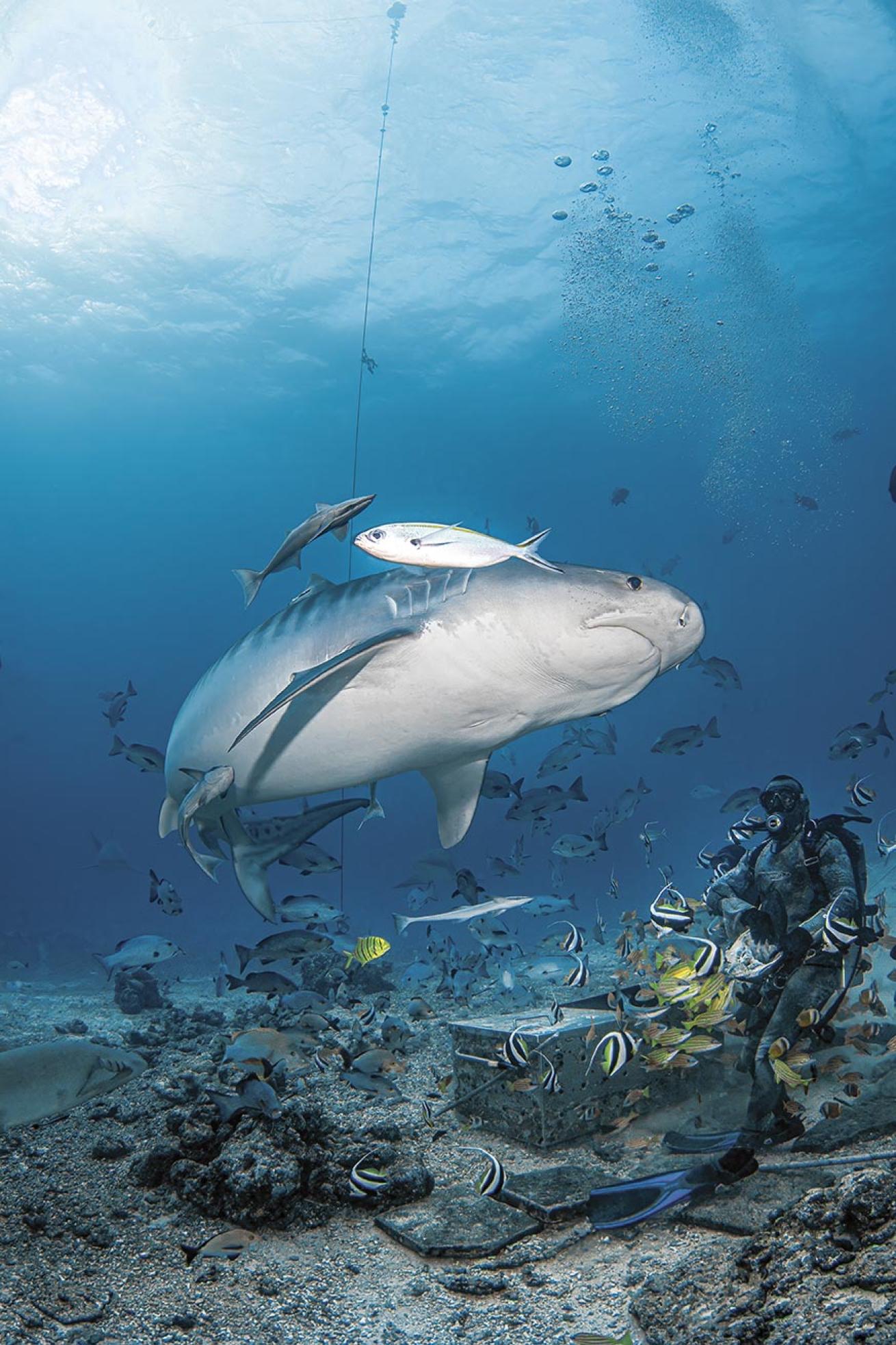 A tiger shark circles the feed box at the site Cathedral.