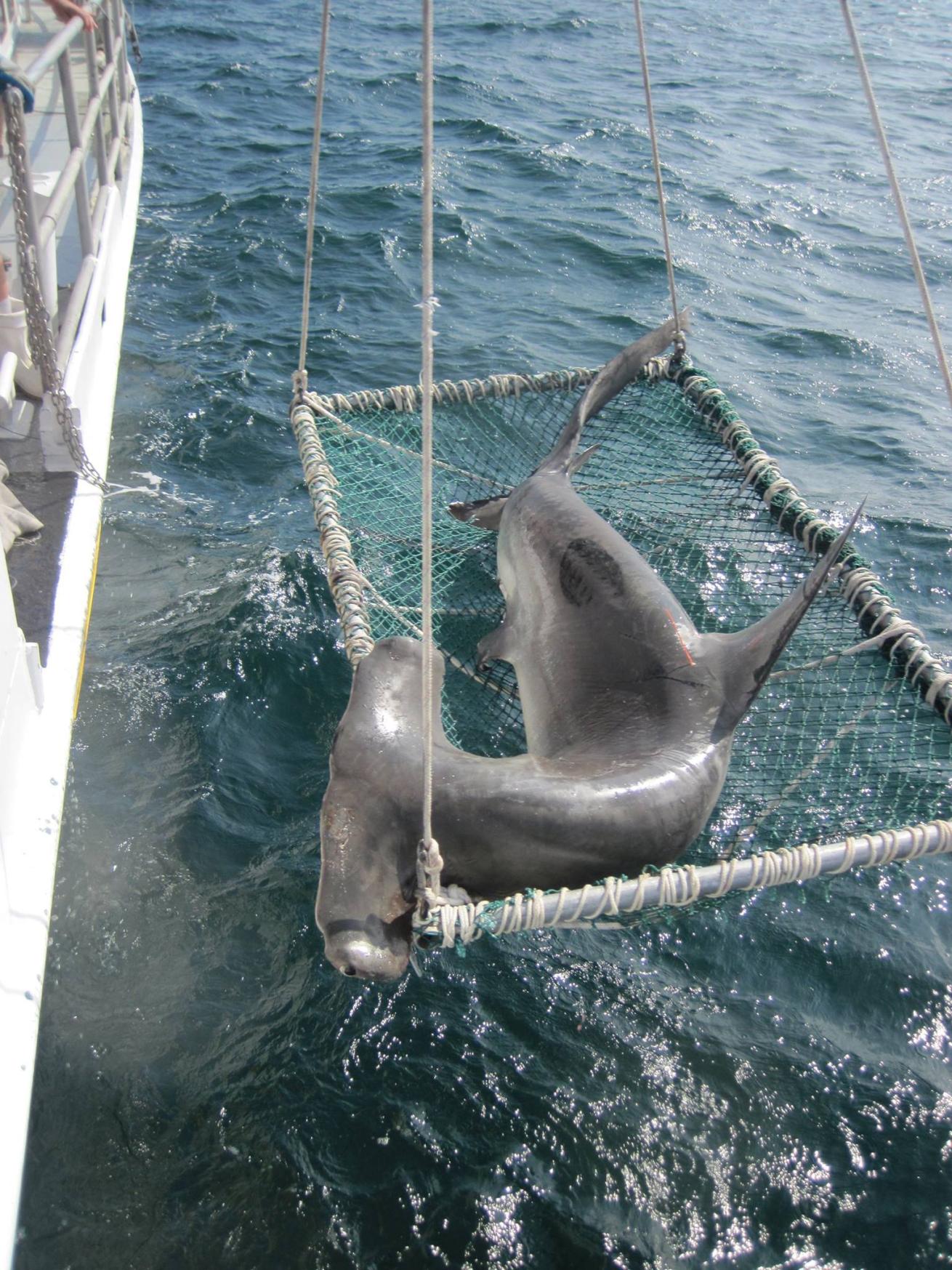 A great hammerhead shark being pulled up via gurny onto the deck for a workup.