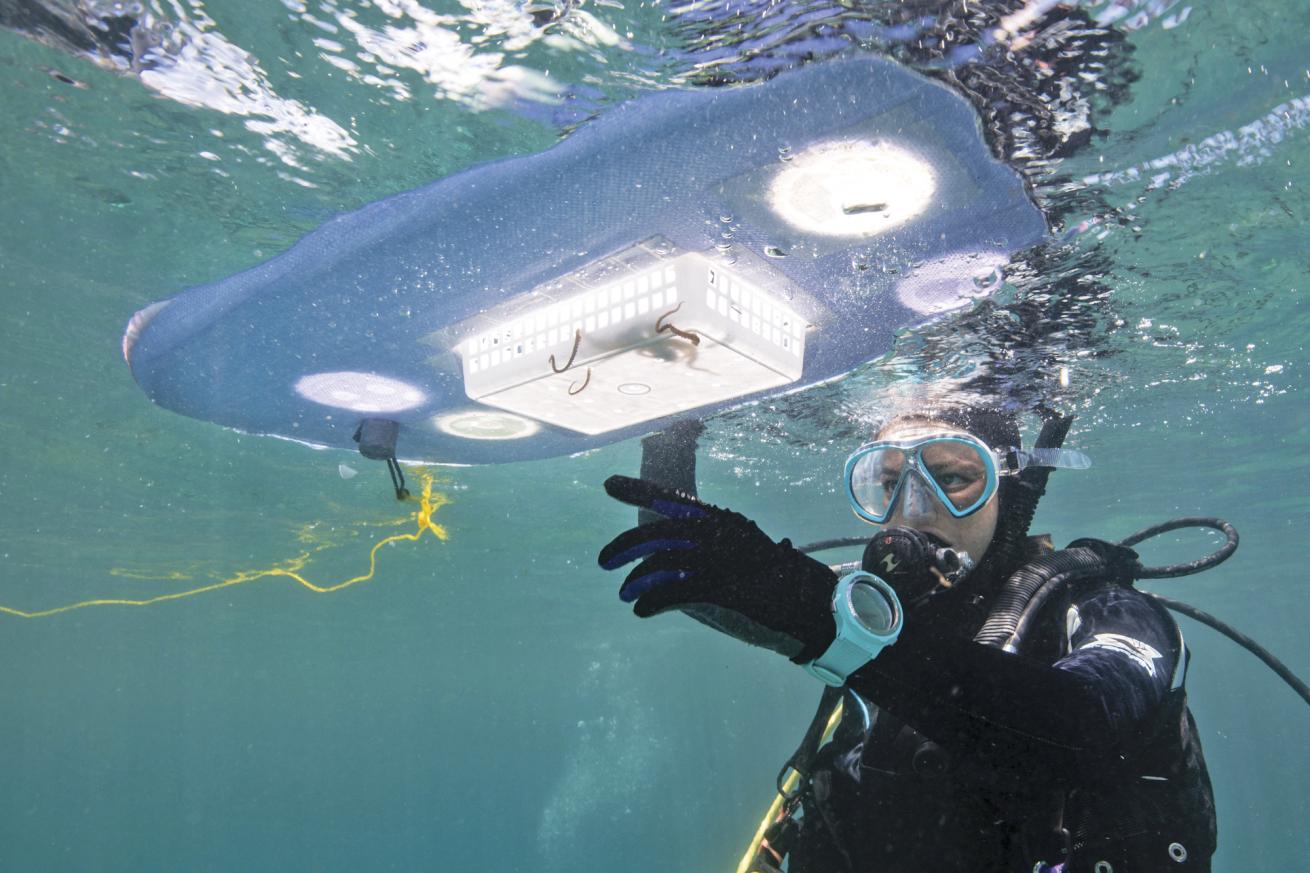 Bennice collects an octopus in her floating lab to take a sample of its skin microbiome for testing.