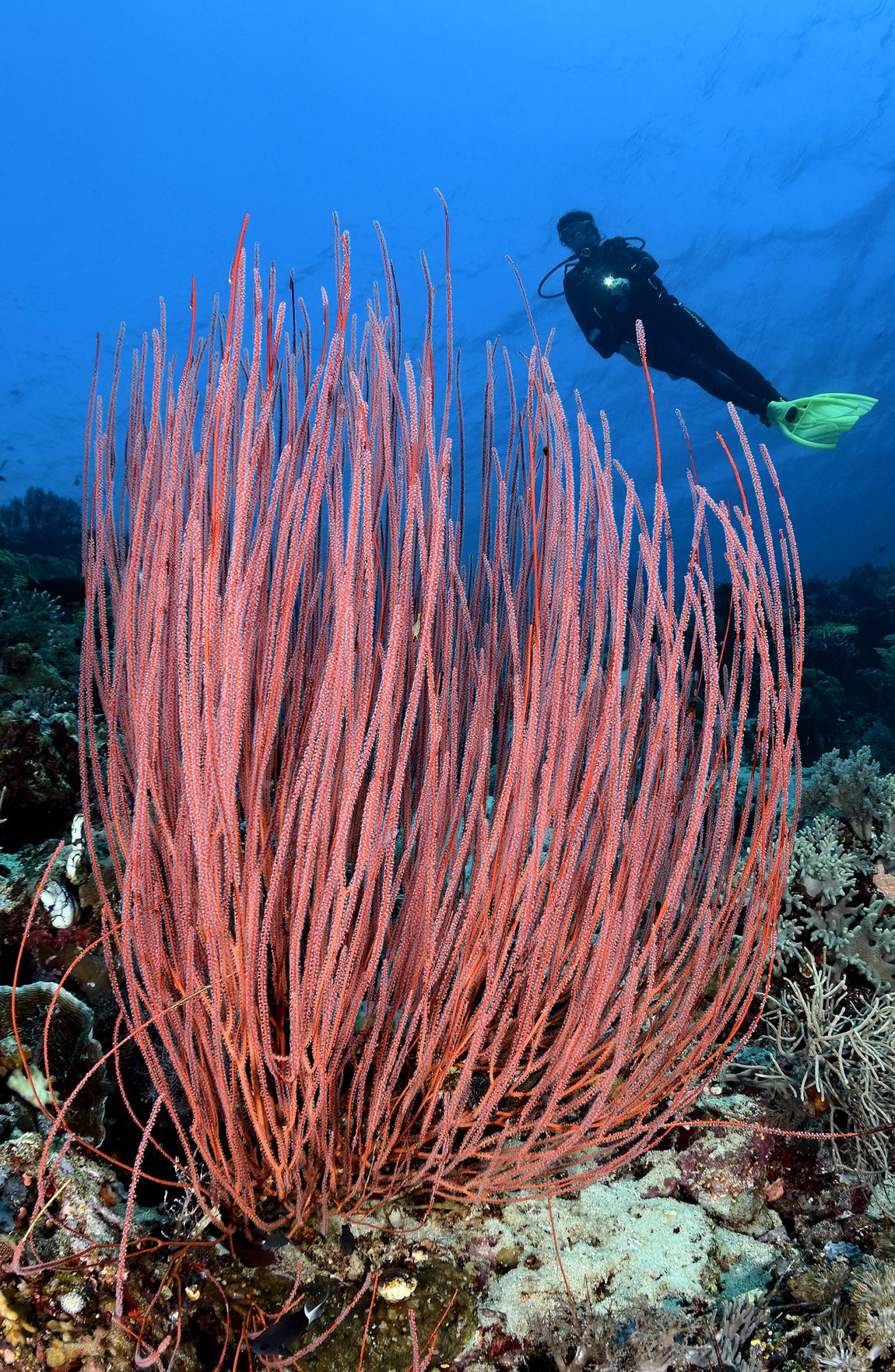 Whip coral