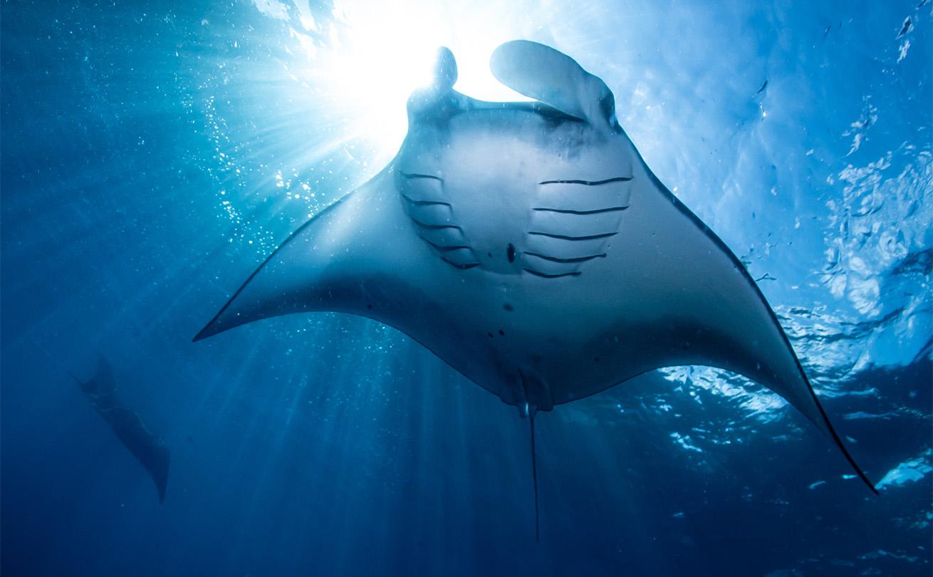 giant manta ray