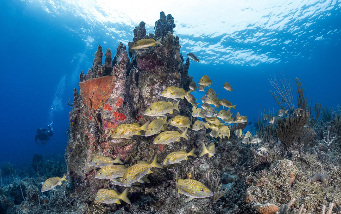 Blue-striped grunts swim past a cave that’s home to octopuses.