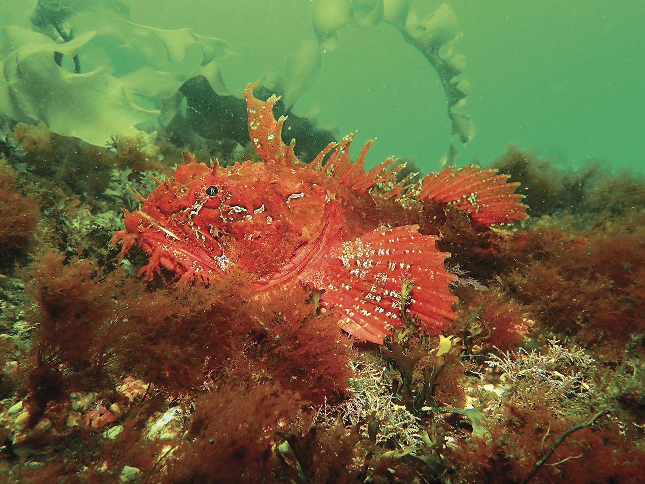 Up close with a sea raven