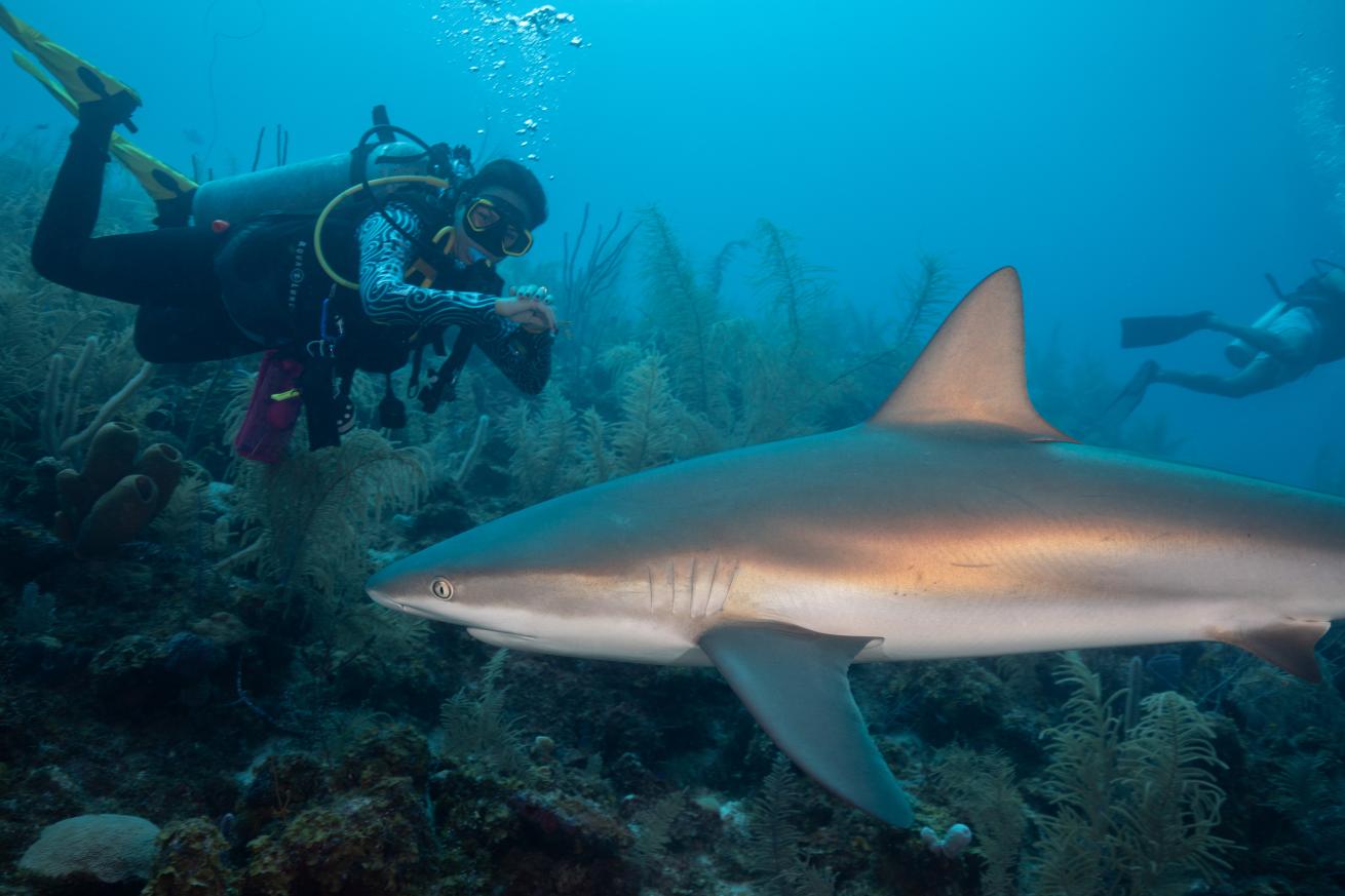 a caribbean reef shark swims by a scuba diver diving in providencia colombia