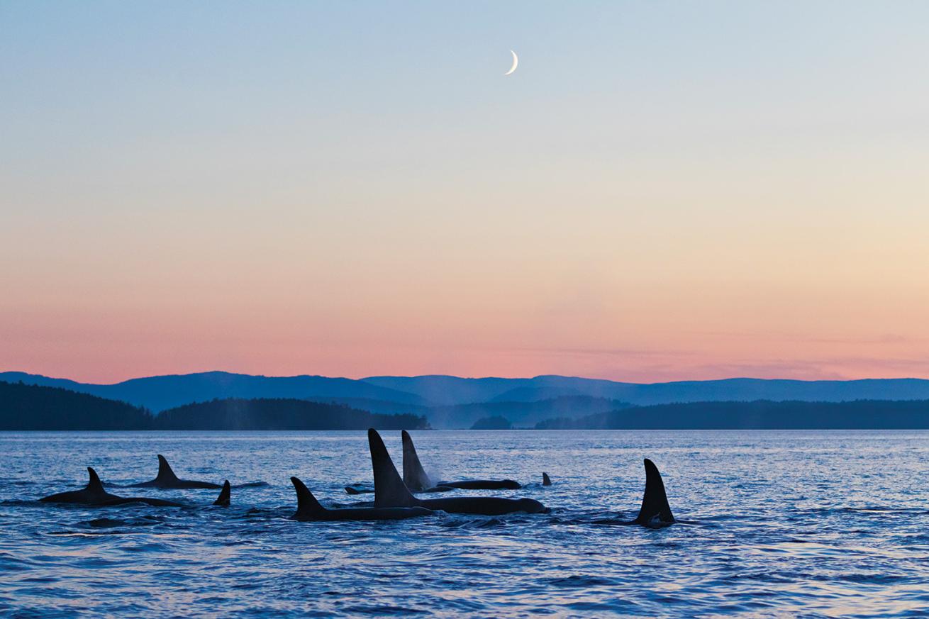A family pod of endangered, salmon-eating Southern Resident orcas at dusk. Other orcas visit the San Juans to hunt seals and sea lions.