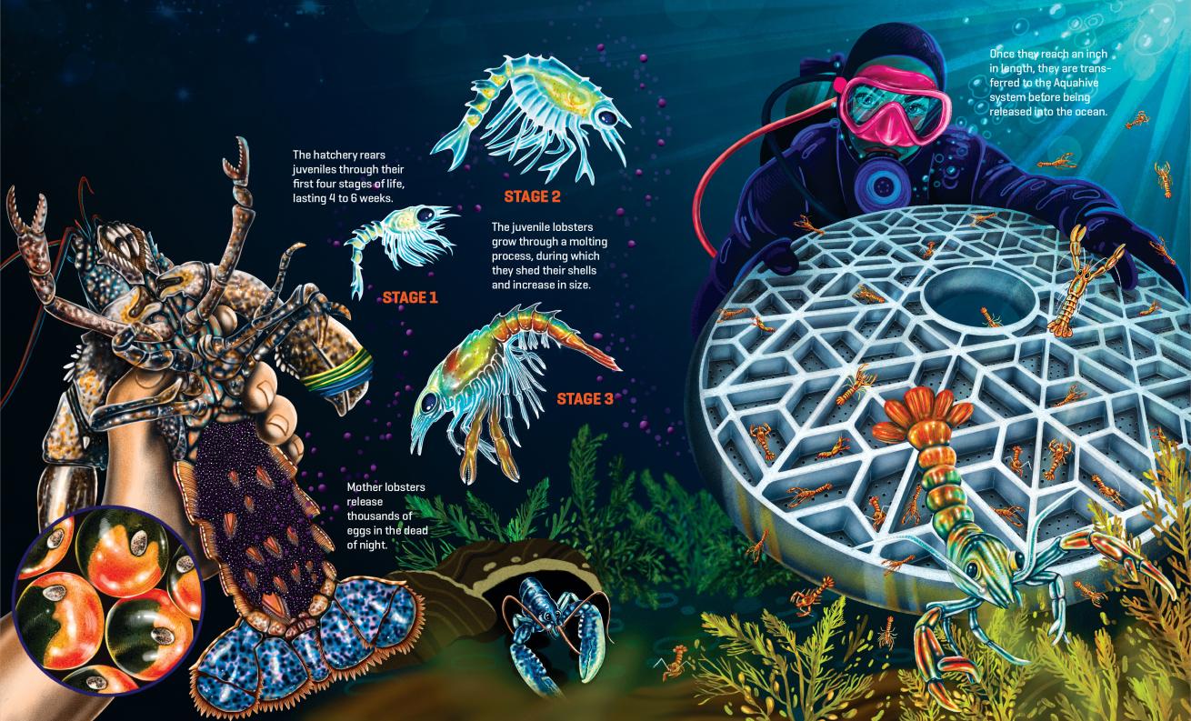 an illustration of lobster conservation efforts