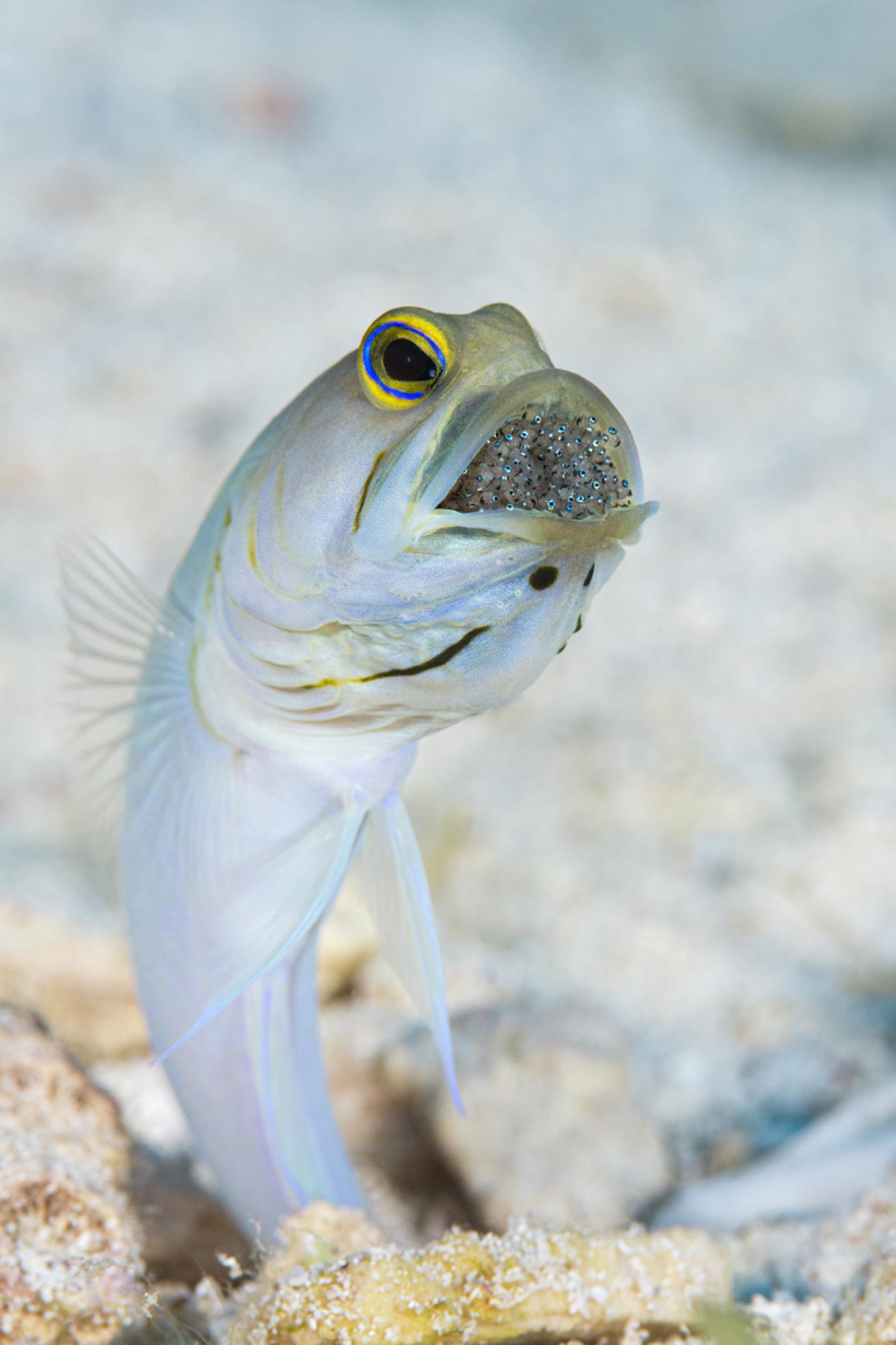 A male jawfish carries eggs in its mouth, where they will remain until they hatch.