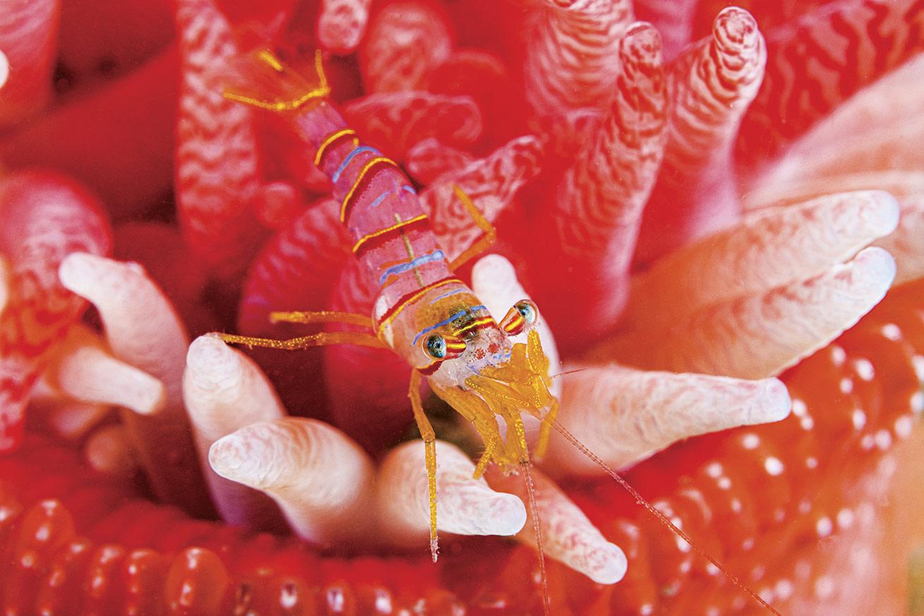 A symbiotic candy-stripe shrimp atop a crimson anemone at Turn Island.