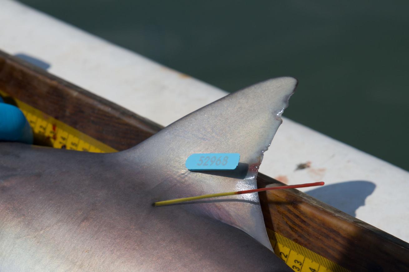 After a full workup, sharks are outfitted with tags before being released. Sharks captured through the COASTSPAN survey are double tagged to distinguish them from sharks caught on the general longline survey. Later recapture reports by anglers will provide information about the individual shark’s movement and growth rate.