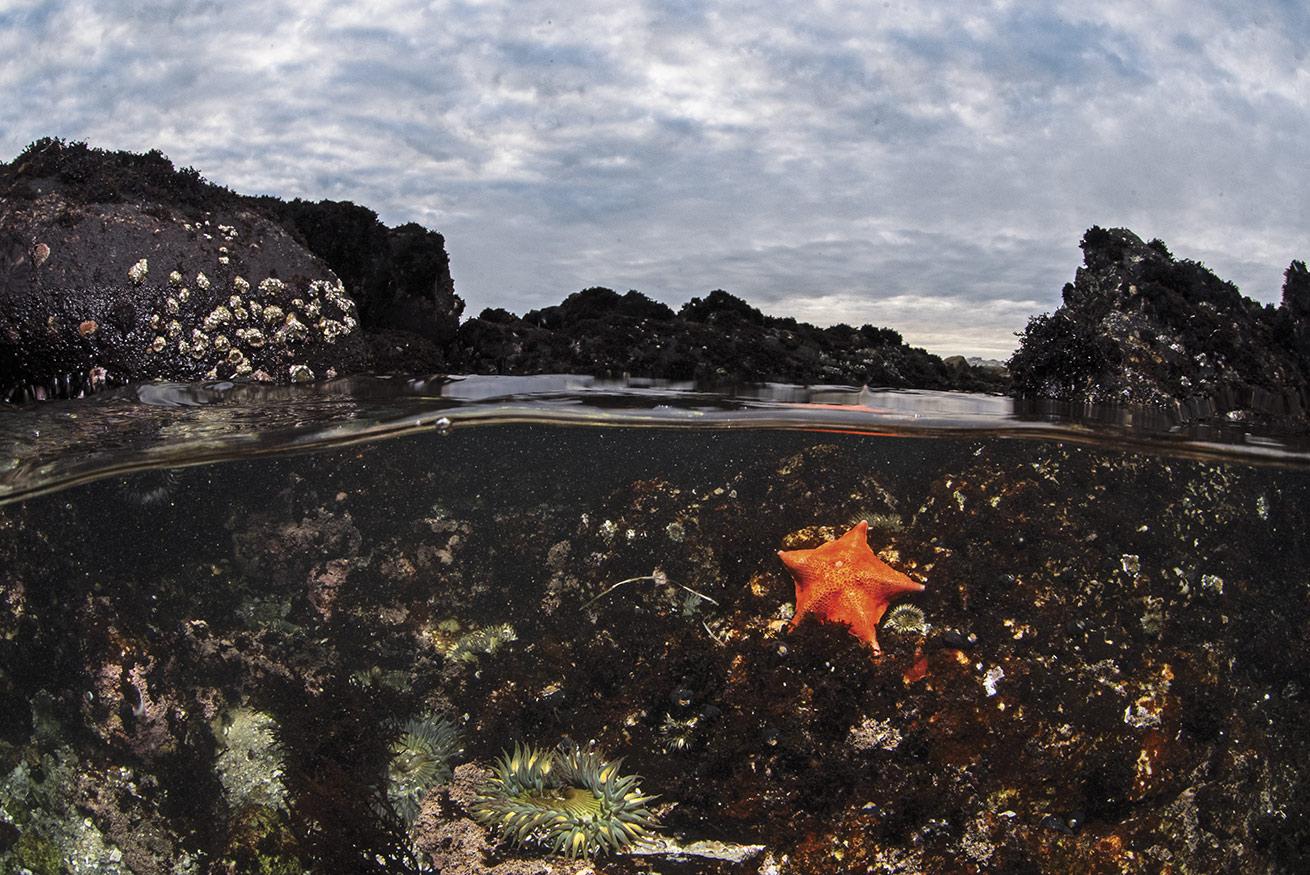 This tide pool split was captured using a Sony a7S III camera and Canon EF 8-15mm fisheye lens with a Metabones adapter.