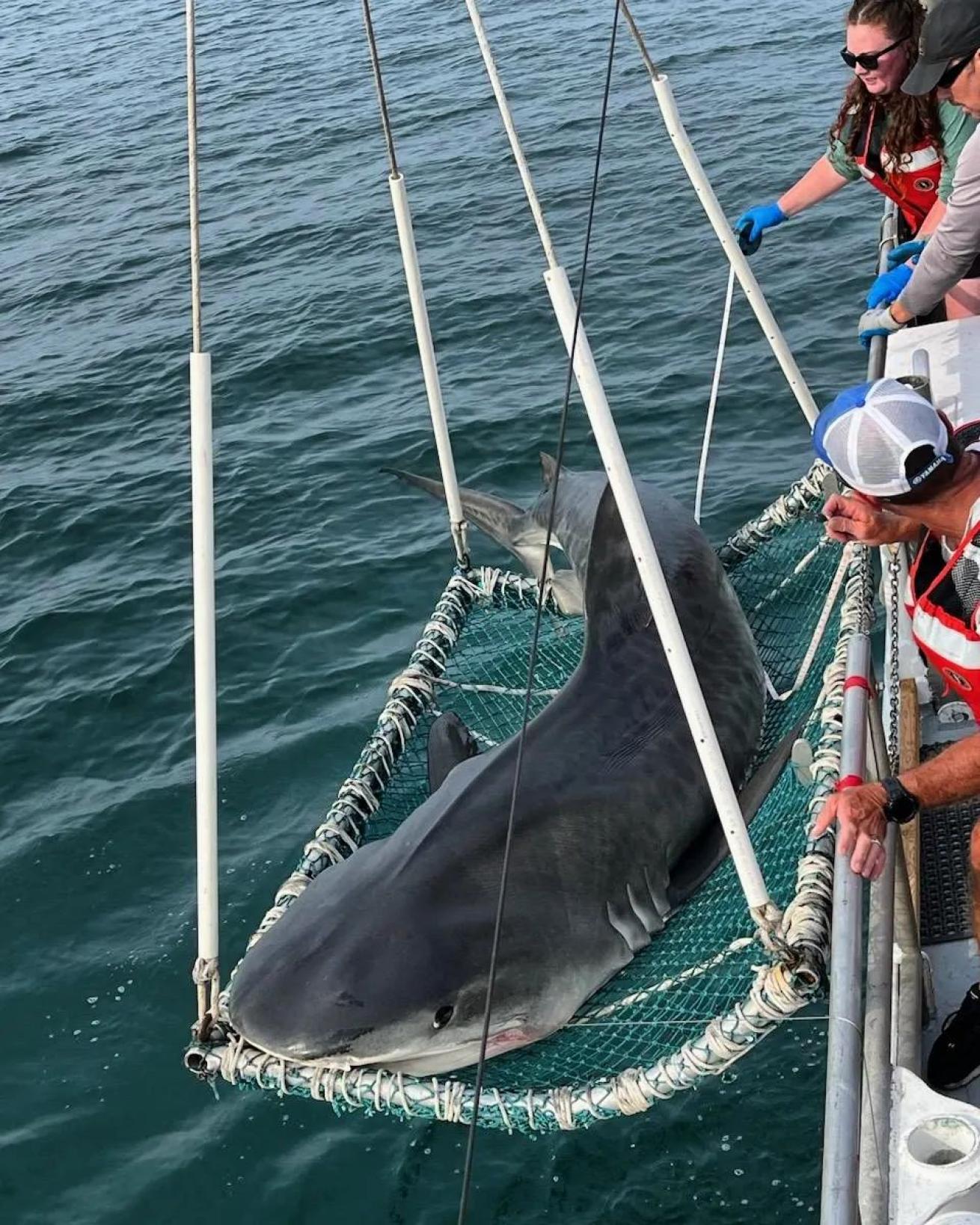 Scientists on deck anxiously await the opportunity to interact with the largest shark caught and successfully worked up on the VIMS Longline Survey in its 50-year history, a 13' 2.5" female tiger shark.