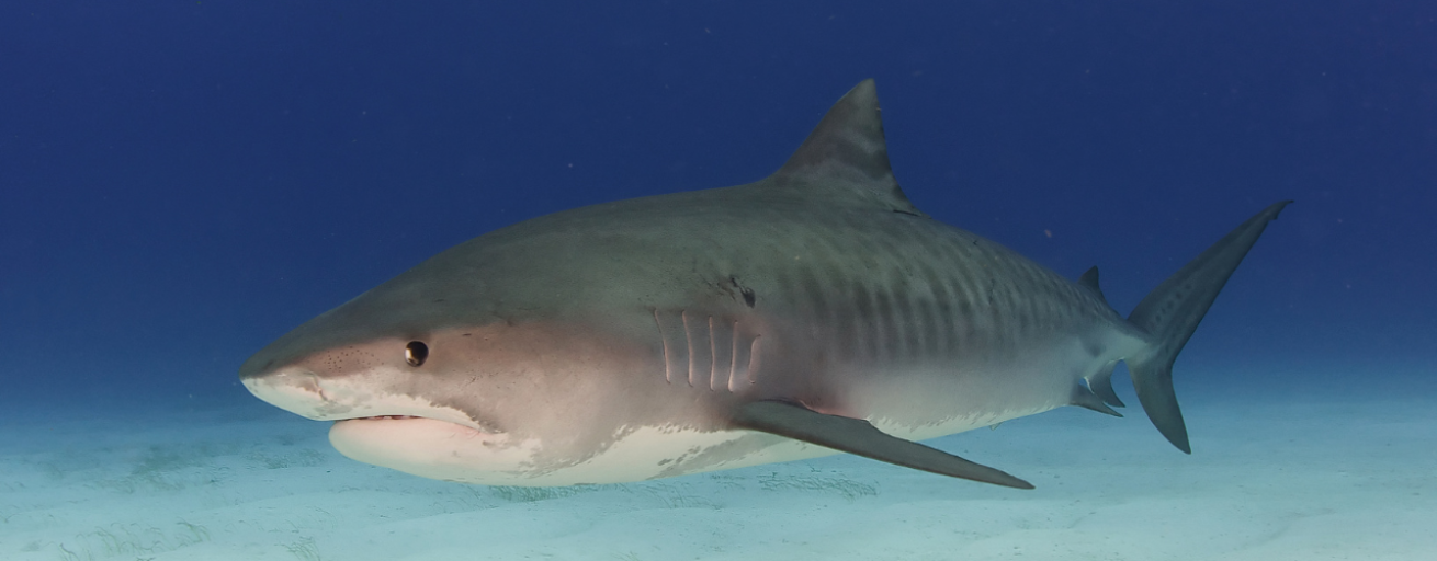 A shark swimming in the water