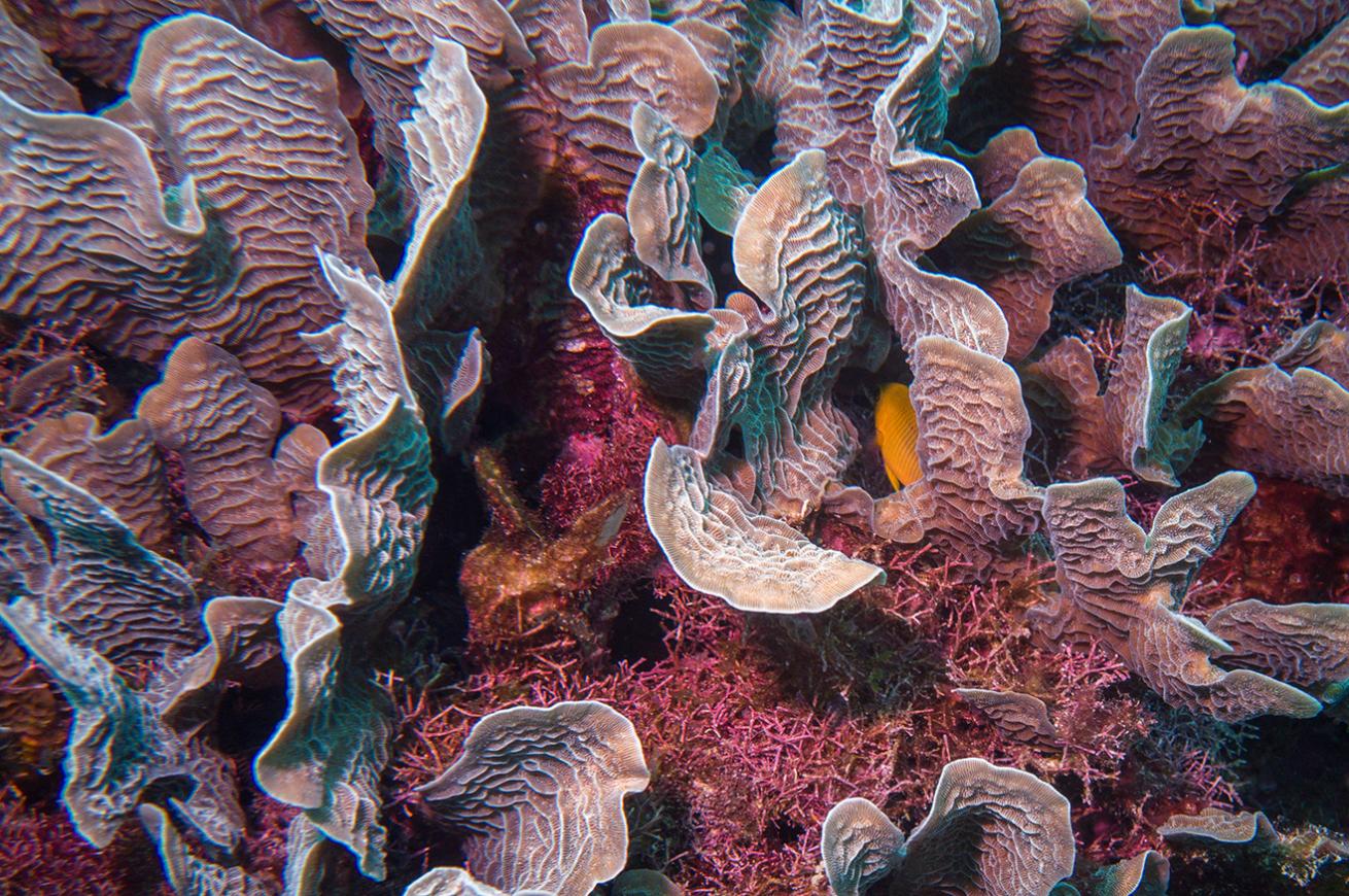 White ridge coral off the Rosario Islands (Islas del Rosario), Colombia