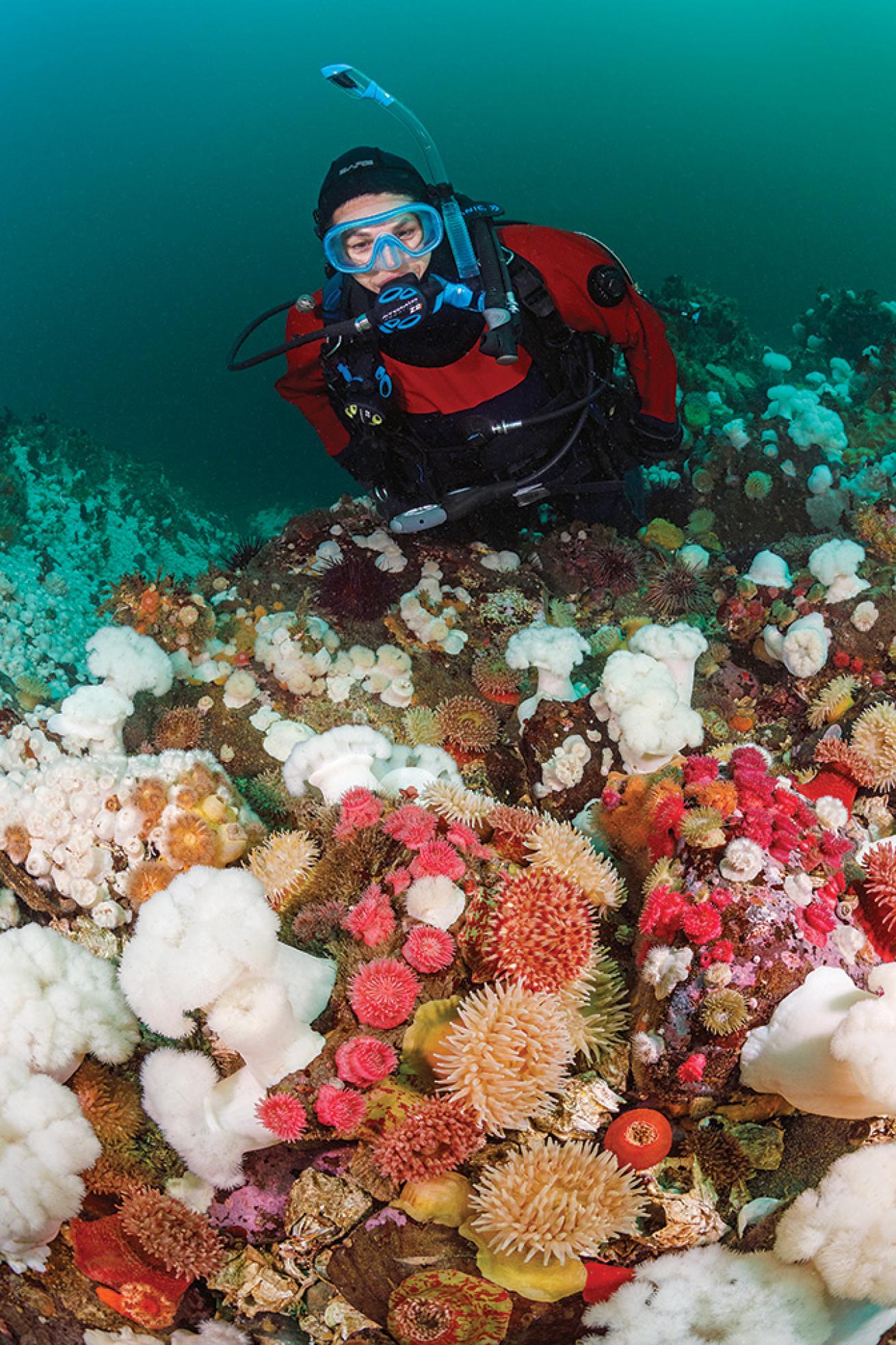 Whale Island’s kaleidoscopic invertebrate carpet.