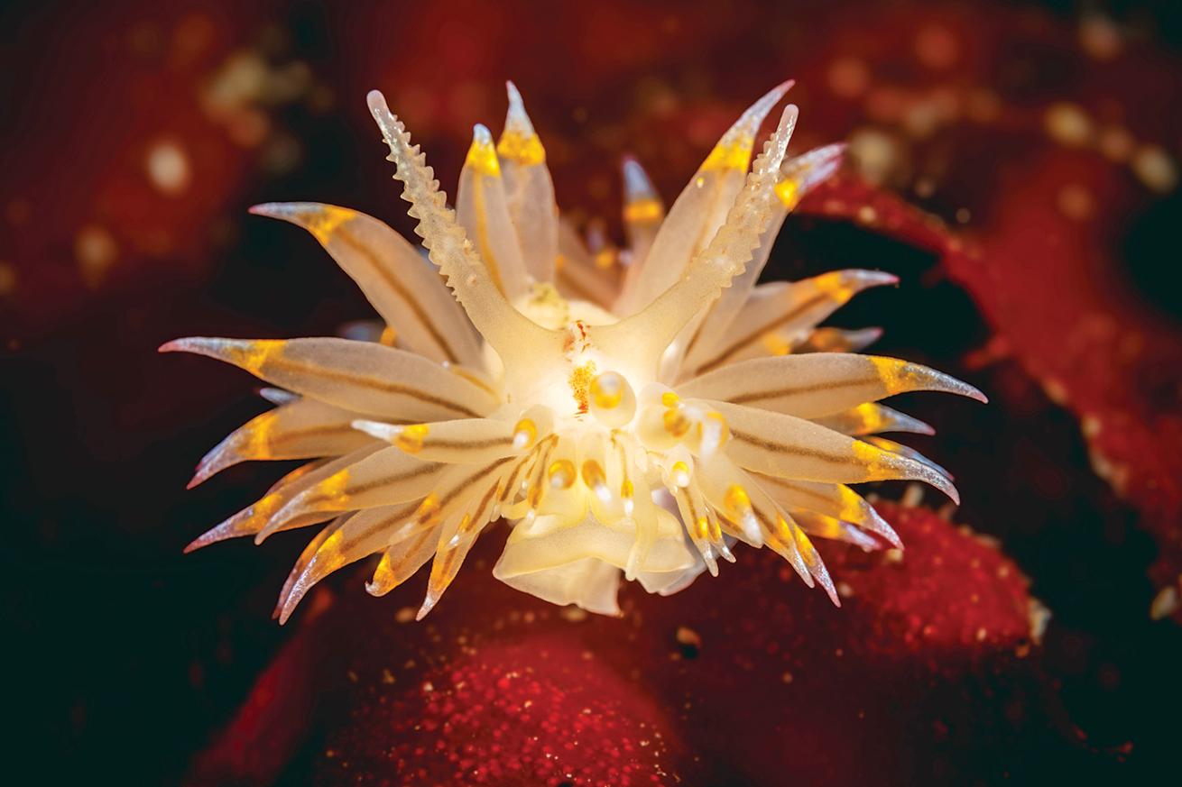 A nudibranch at Ruben Tarte resembles a fireworks explosion.
